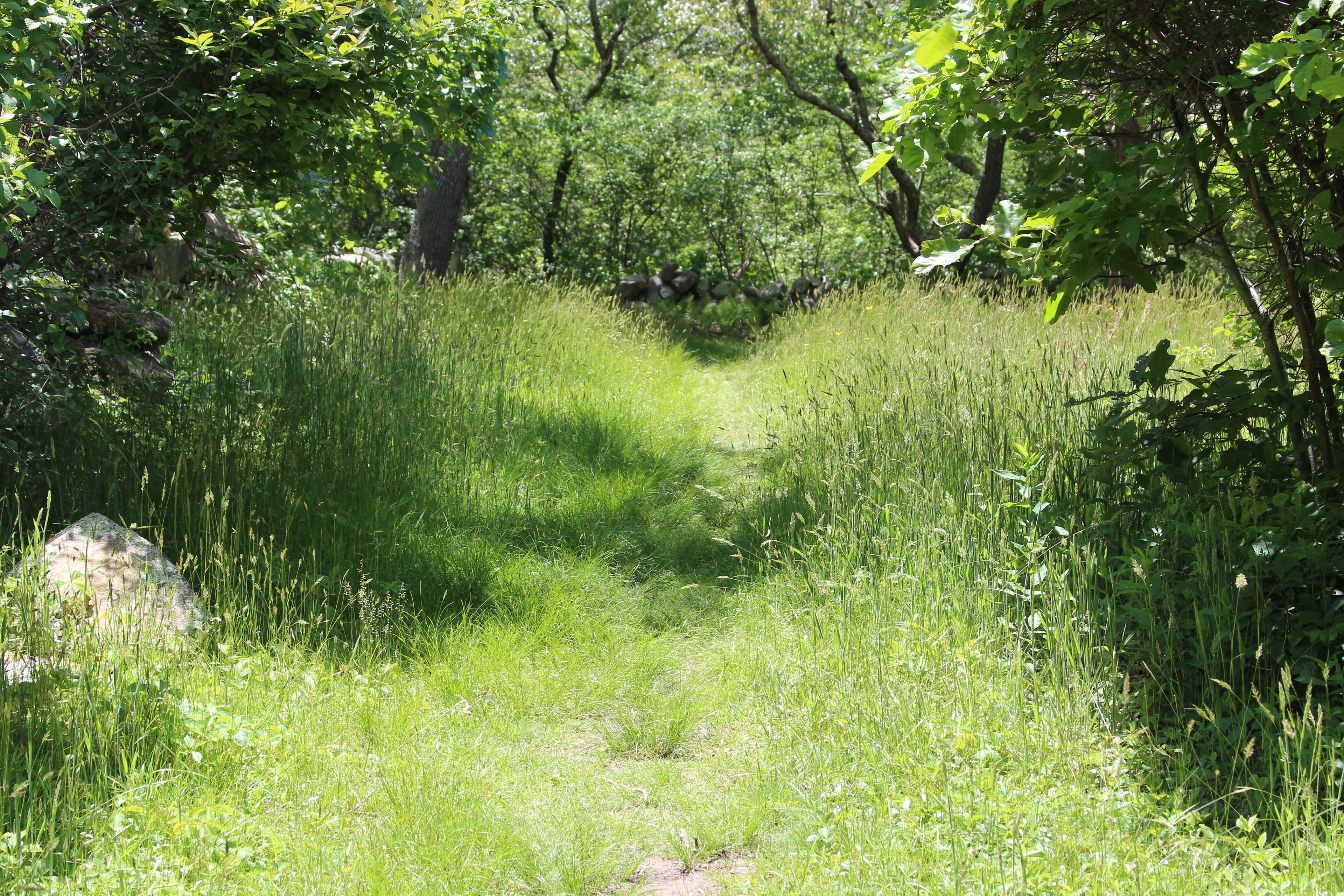 grassy trail