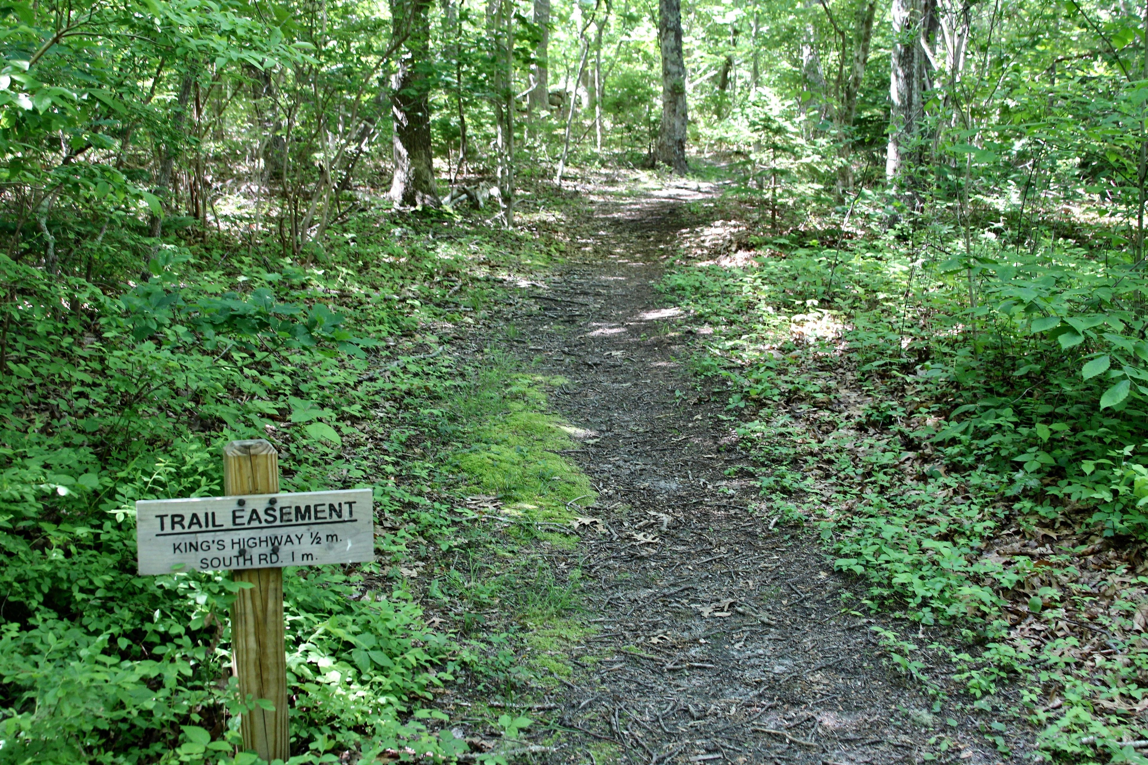 woods trail