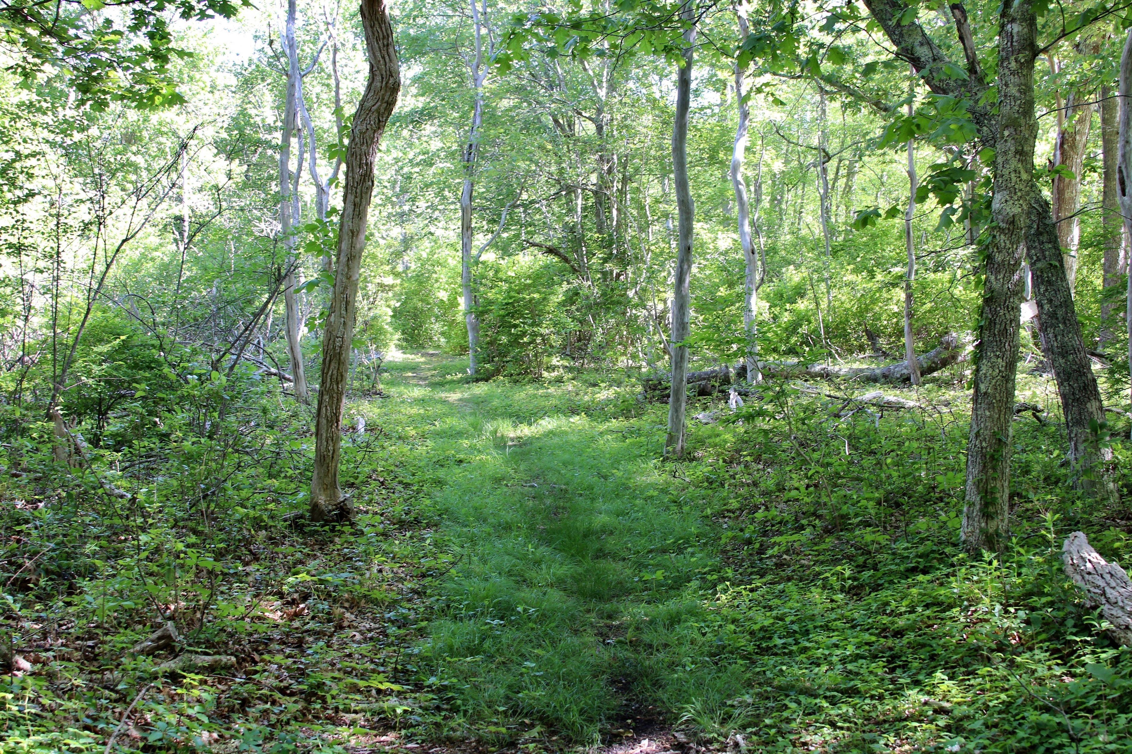 on way to Observation Blind