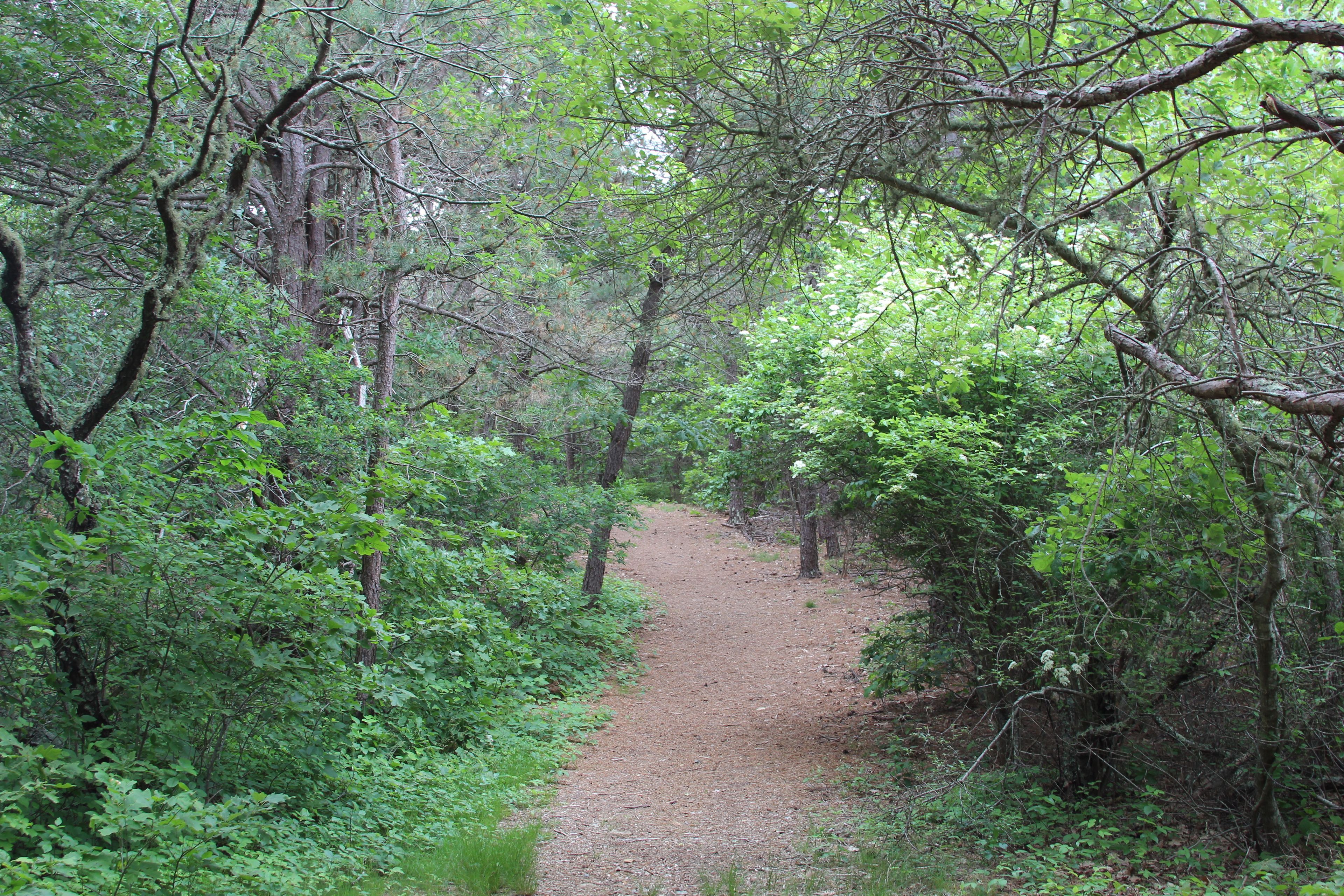 pine-needled path