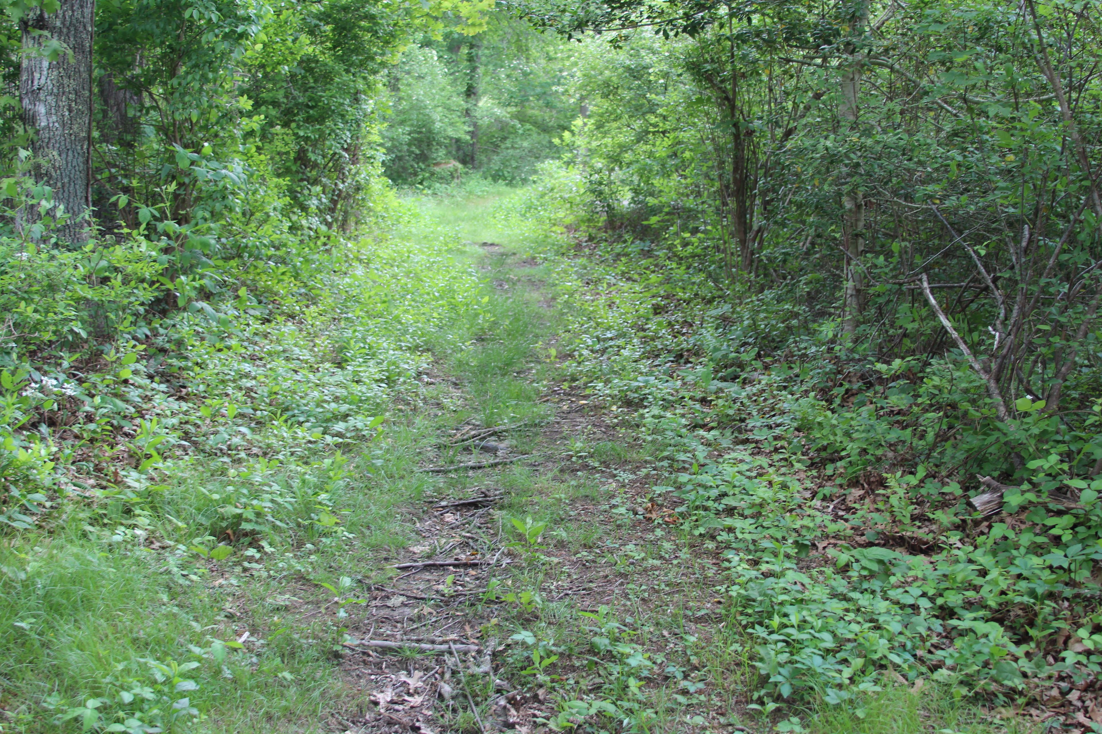 roots along trail