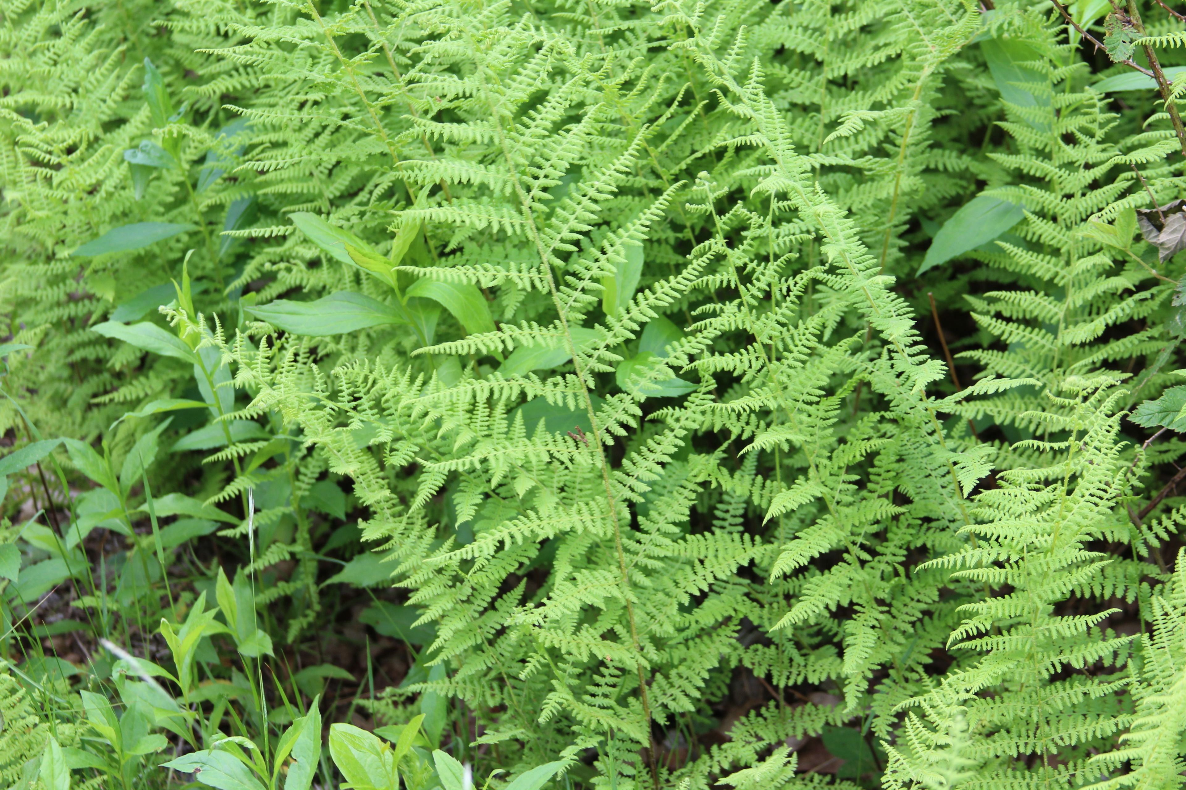 ferns abound!  (Marsh or New York fern)