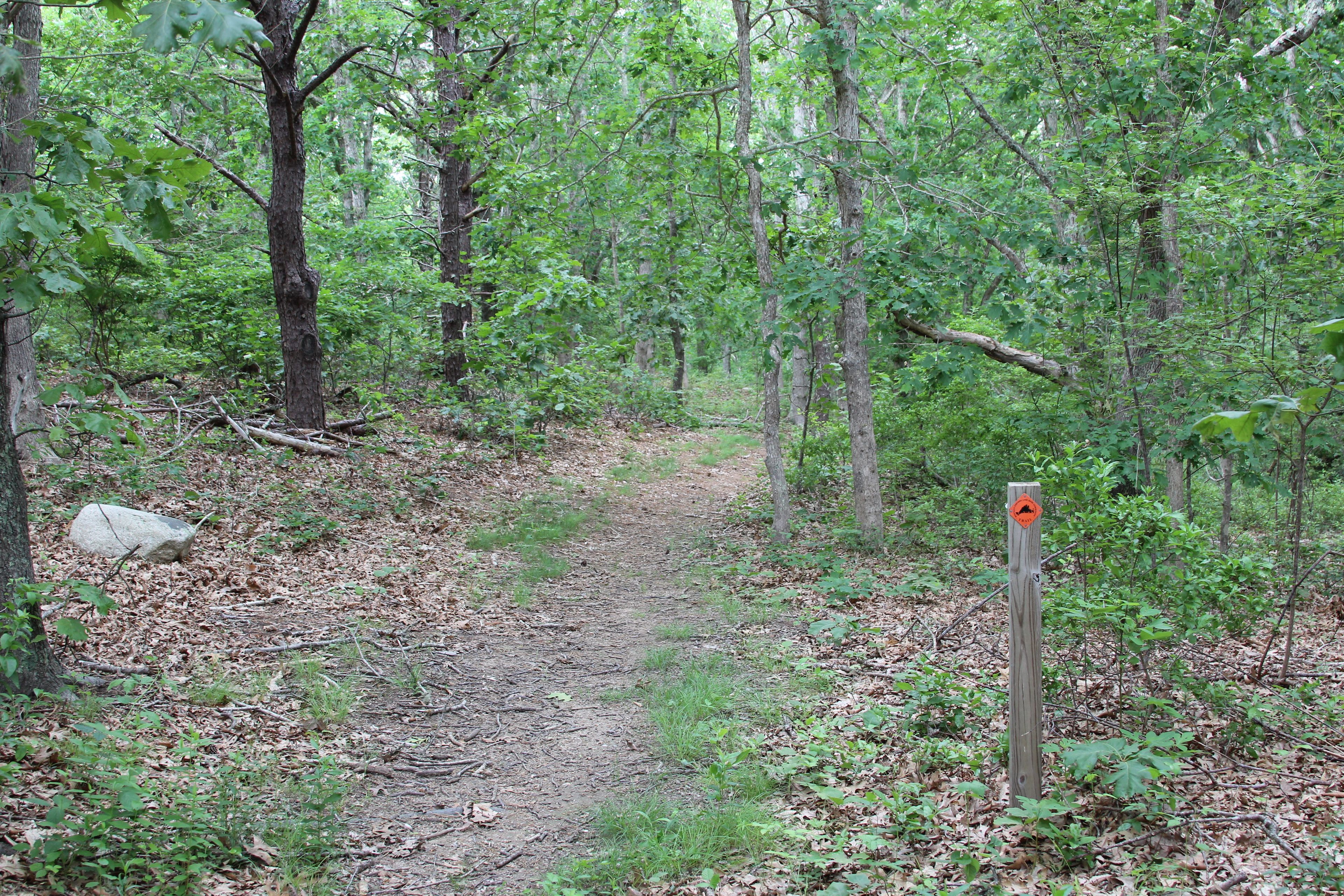 woods trail