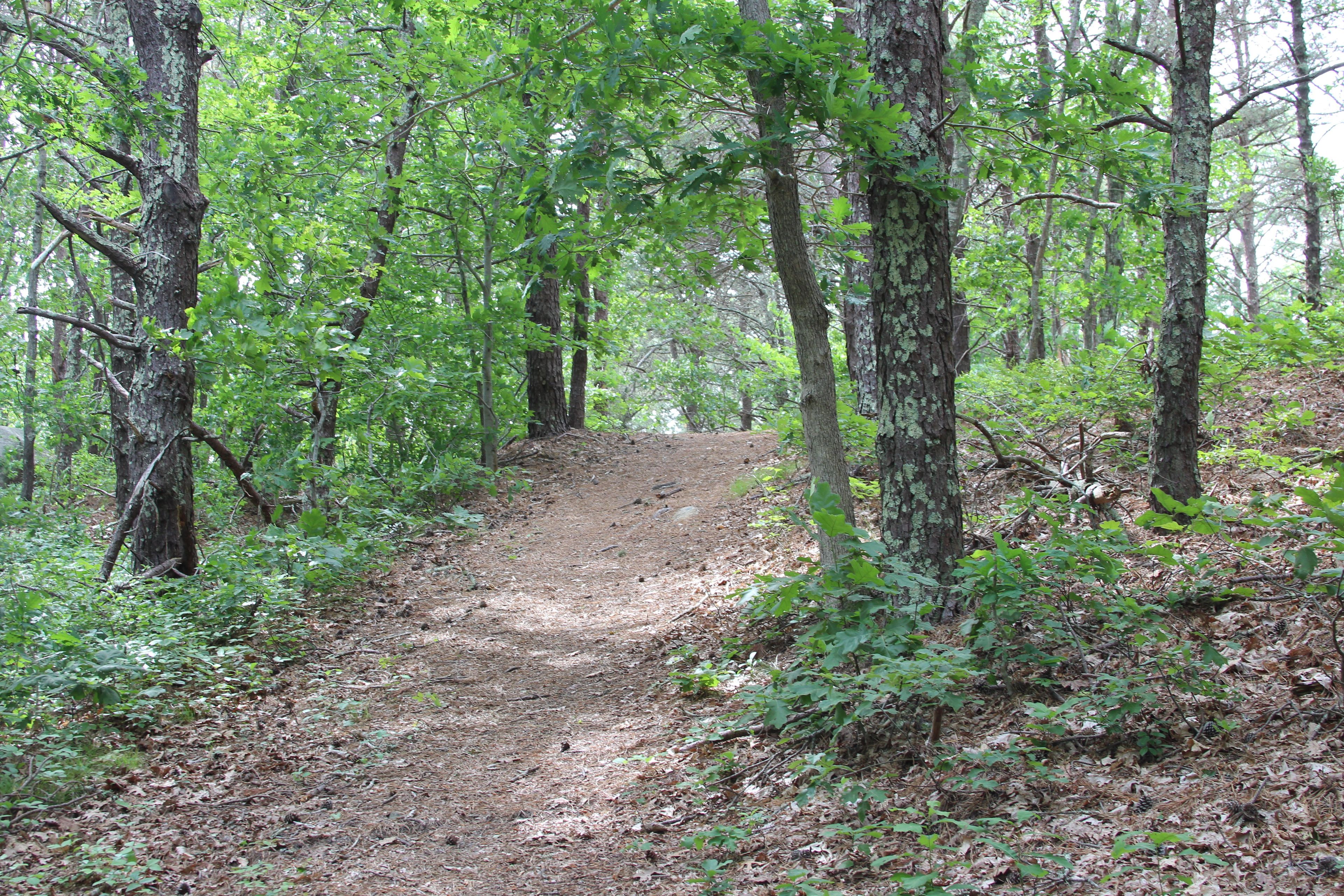 pine-needled path