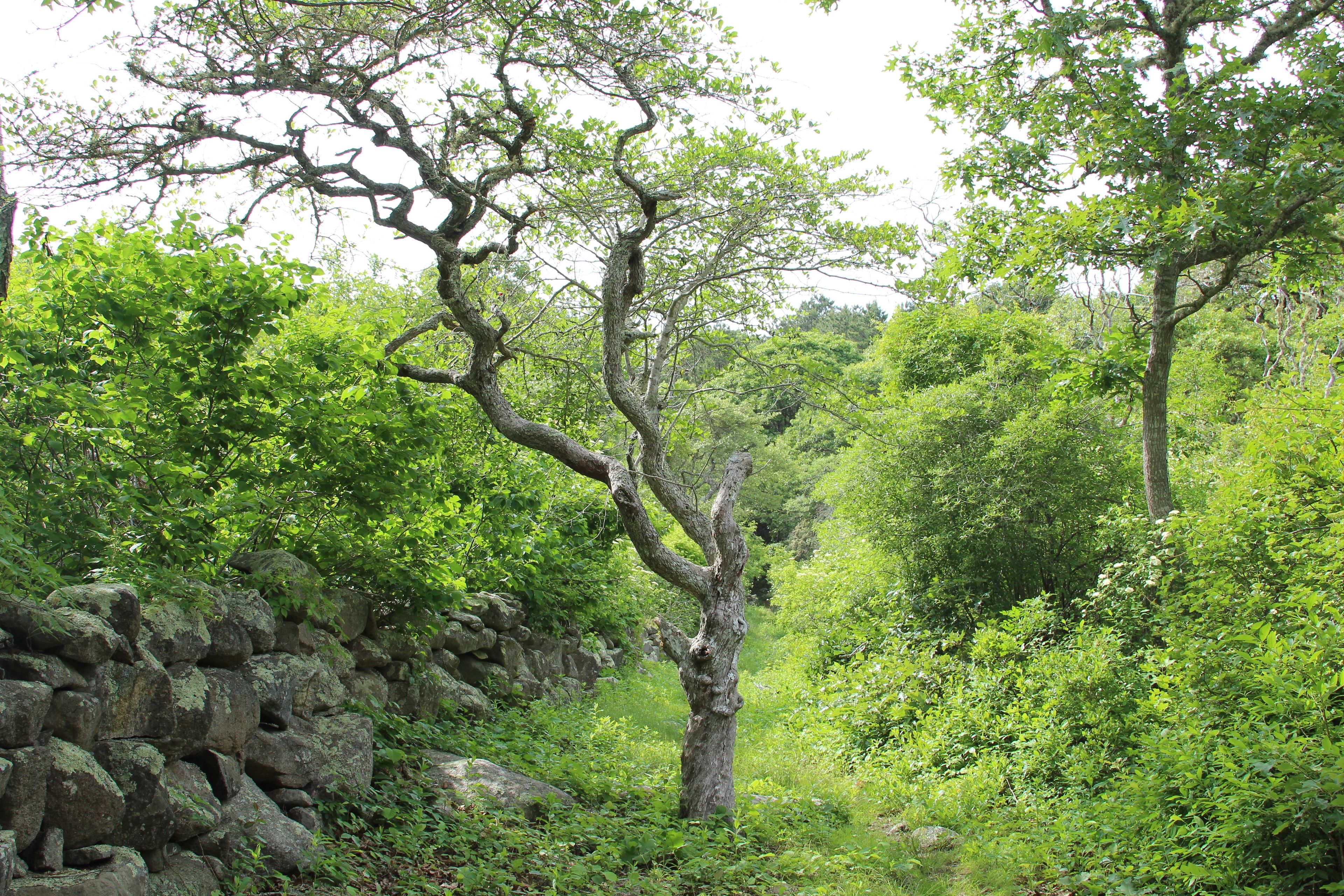 along stone wall