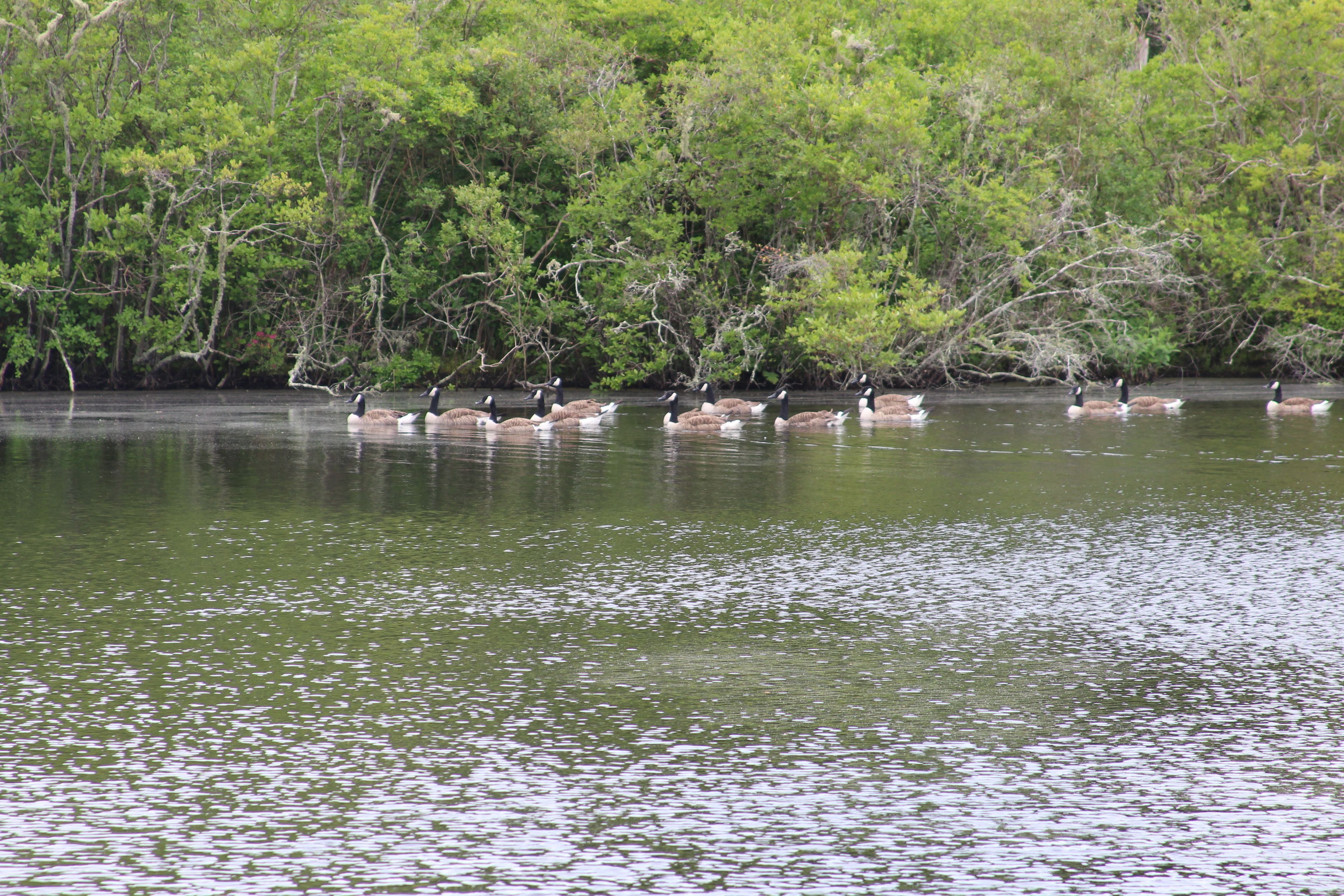 geese on the pond