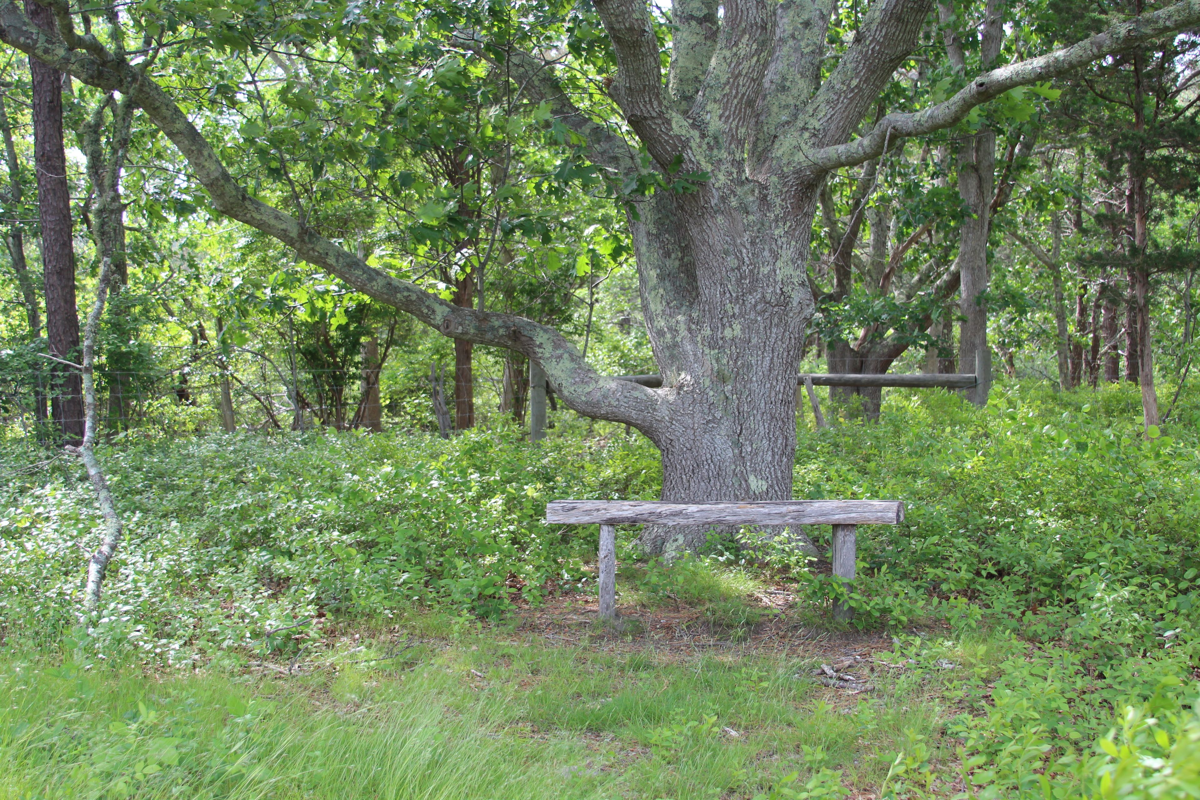 wooden bench