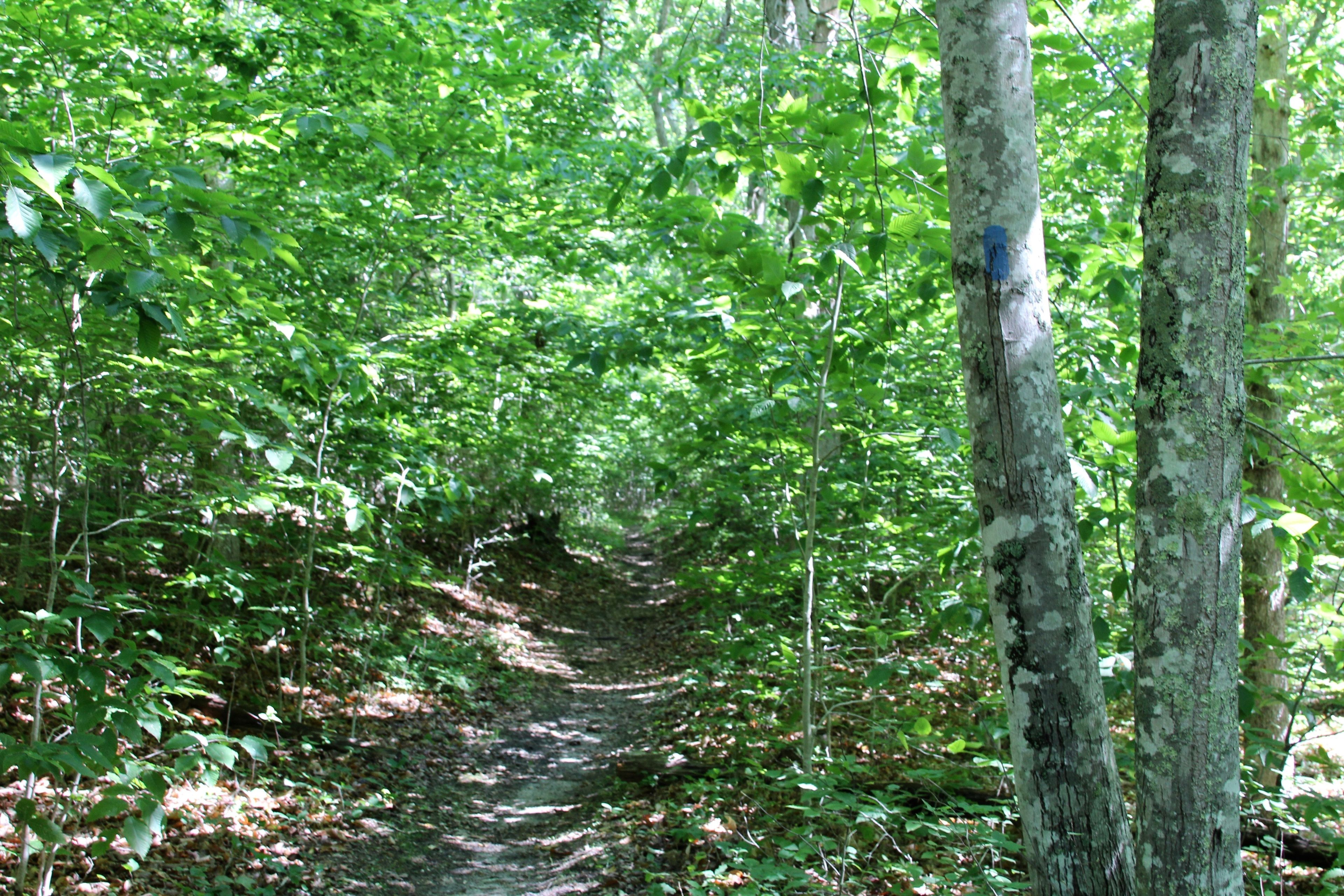 woods trail