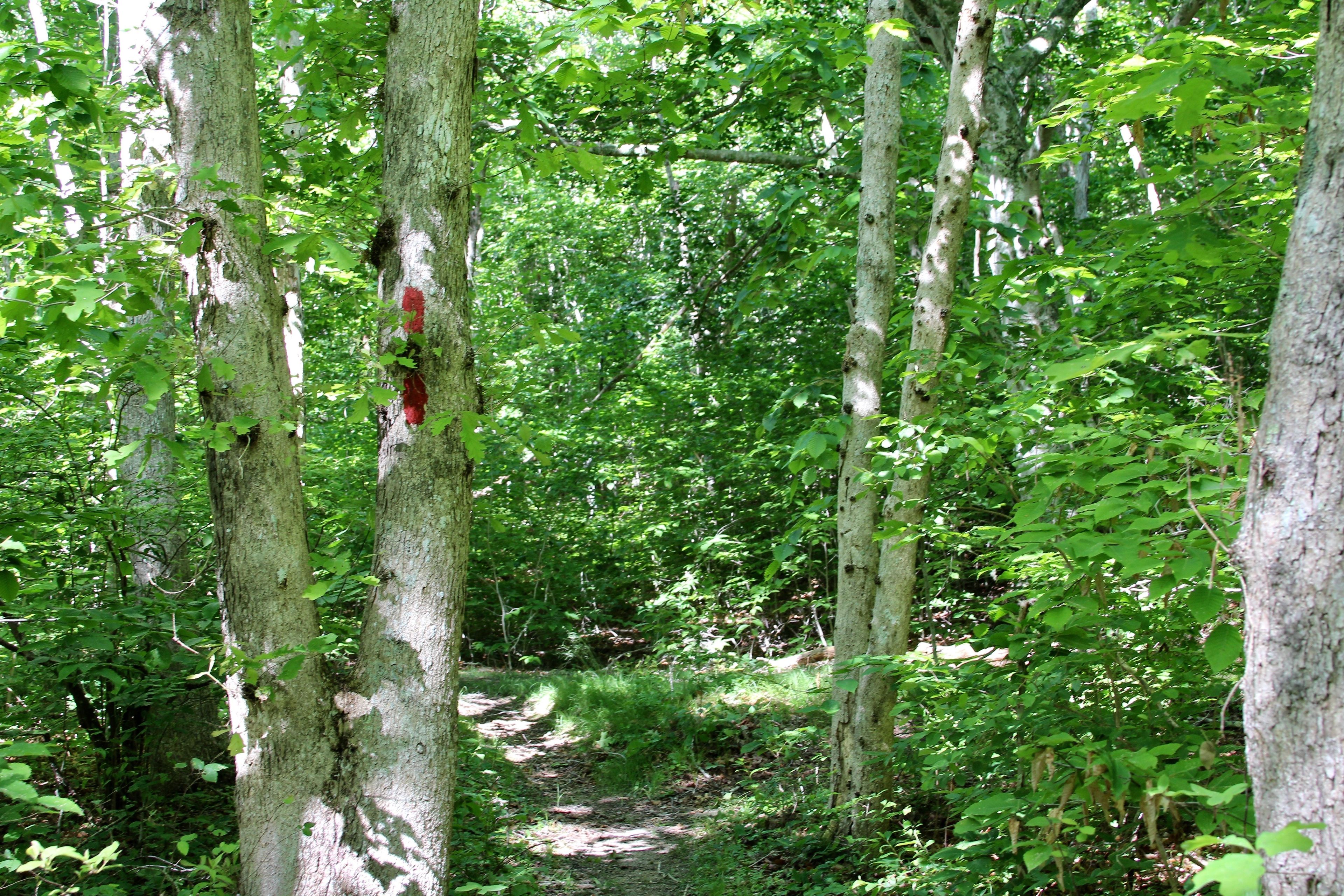 Double red line on tree means end of trail