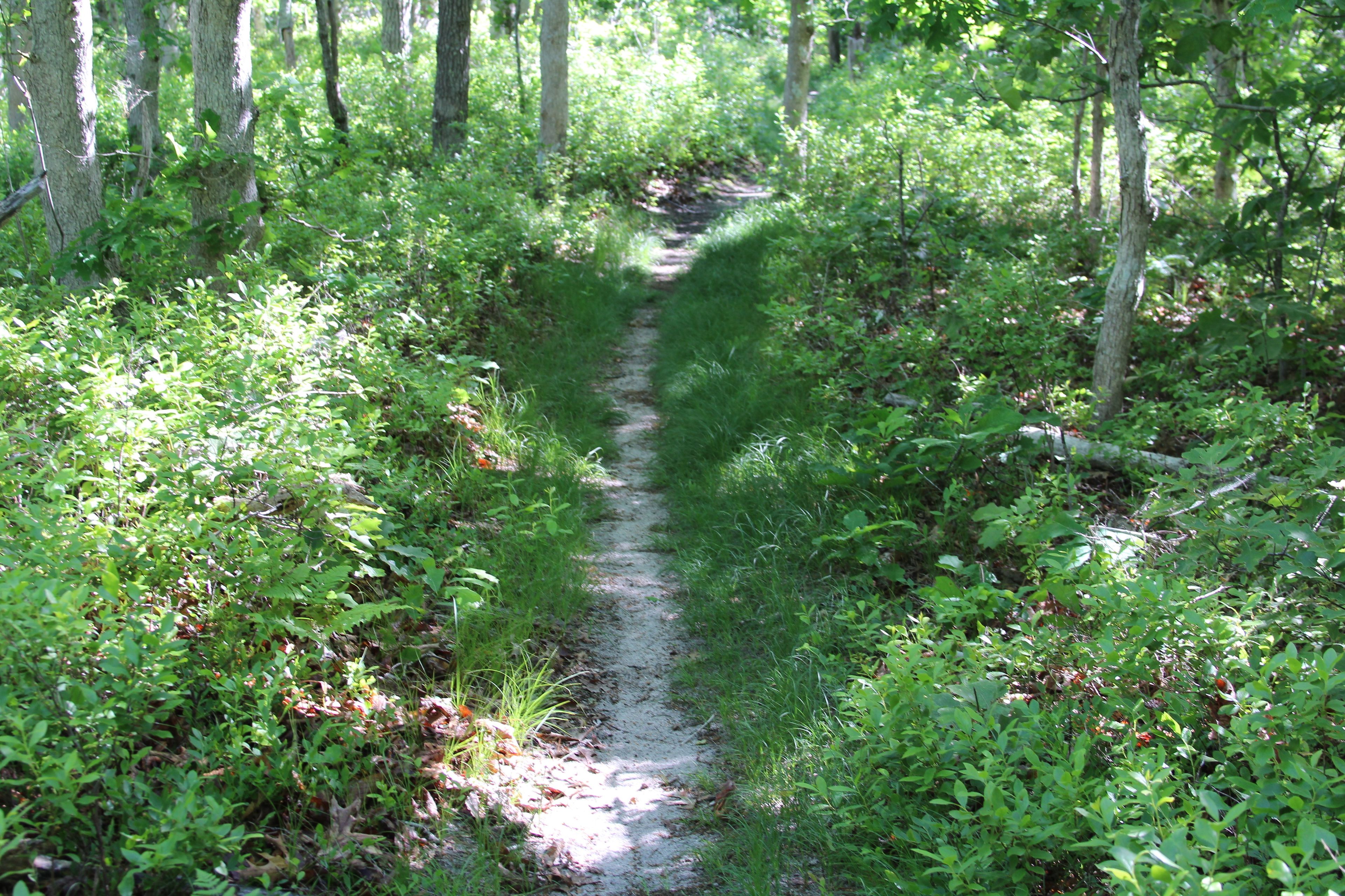 sandy trail