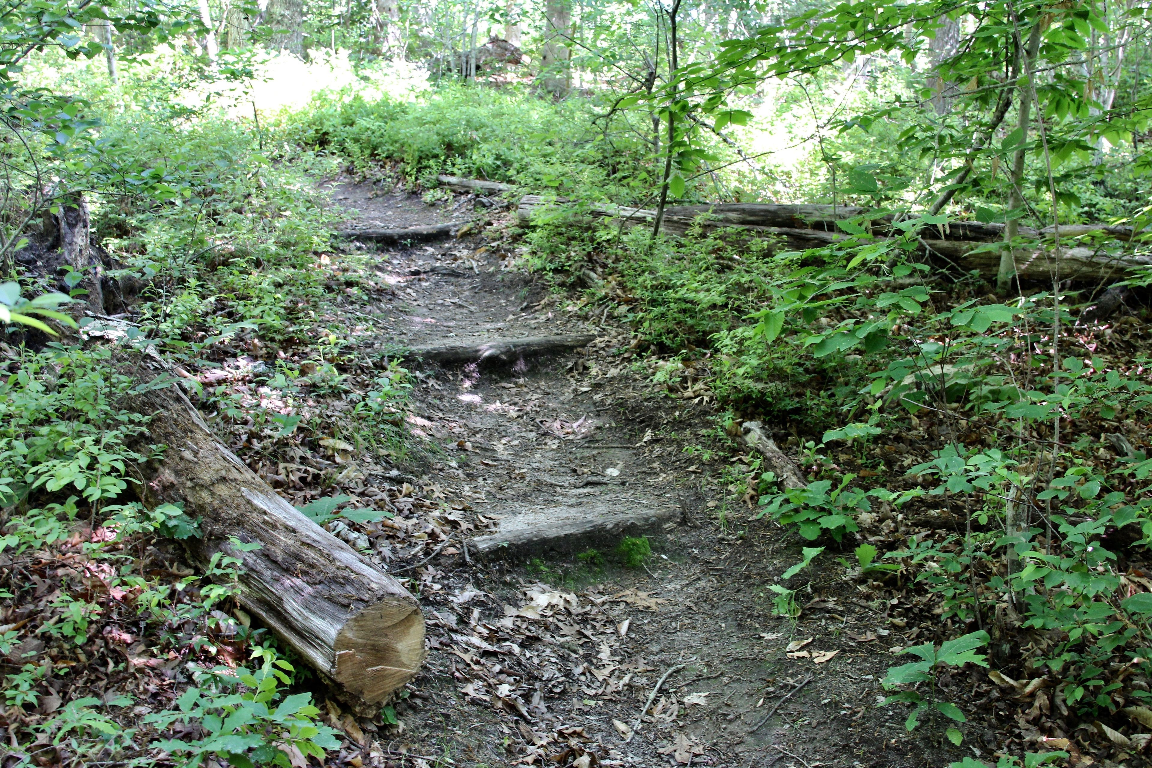 steps along trail