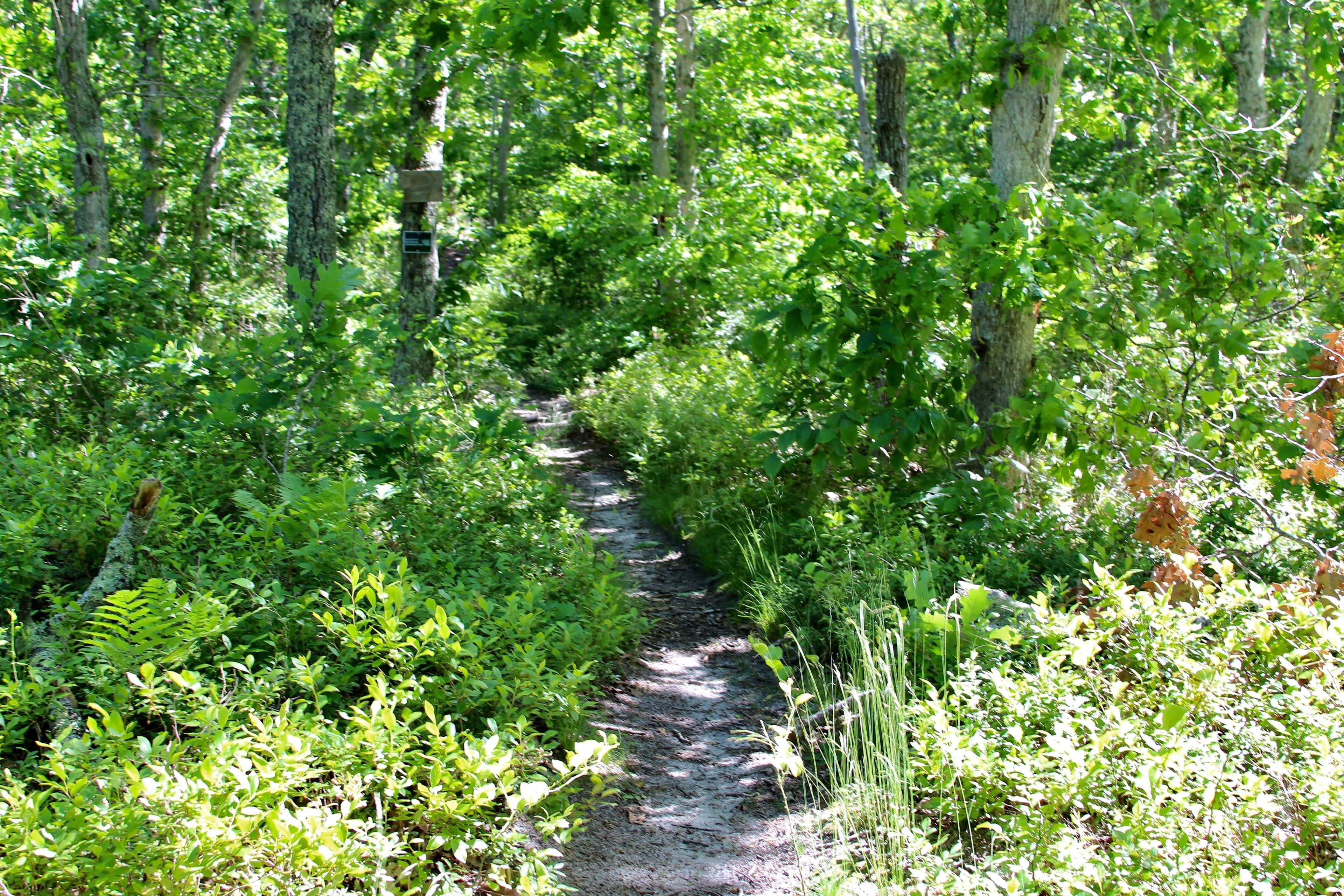 woods trail