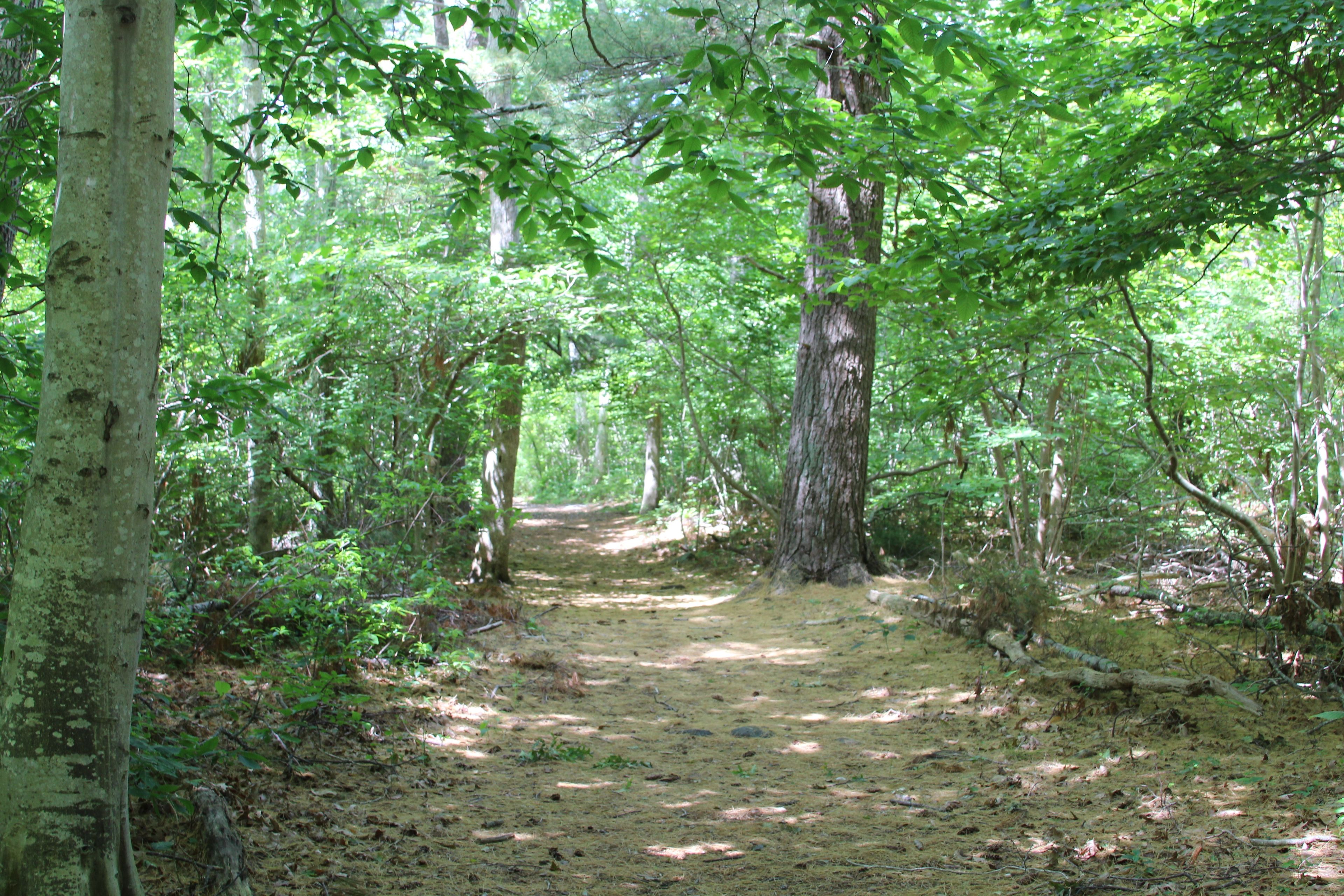 pine-needled path