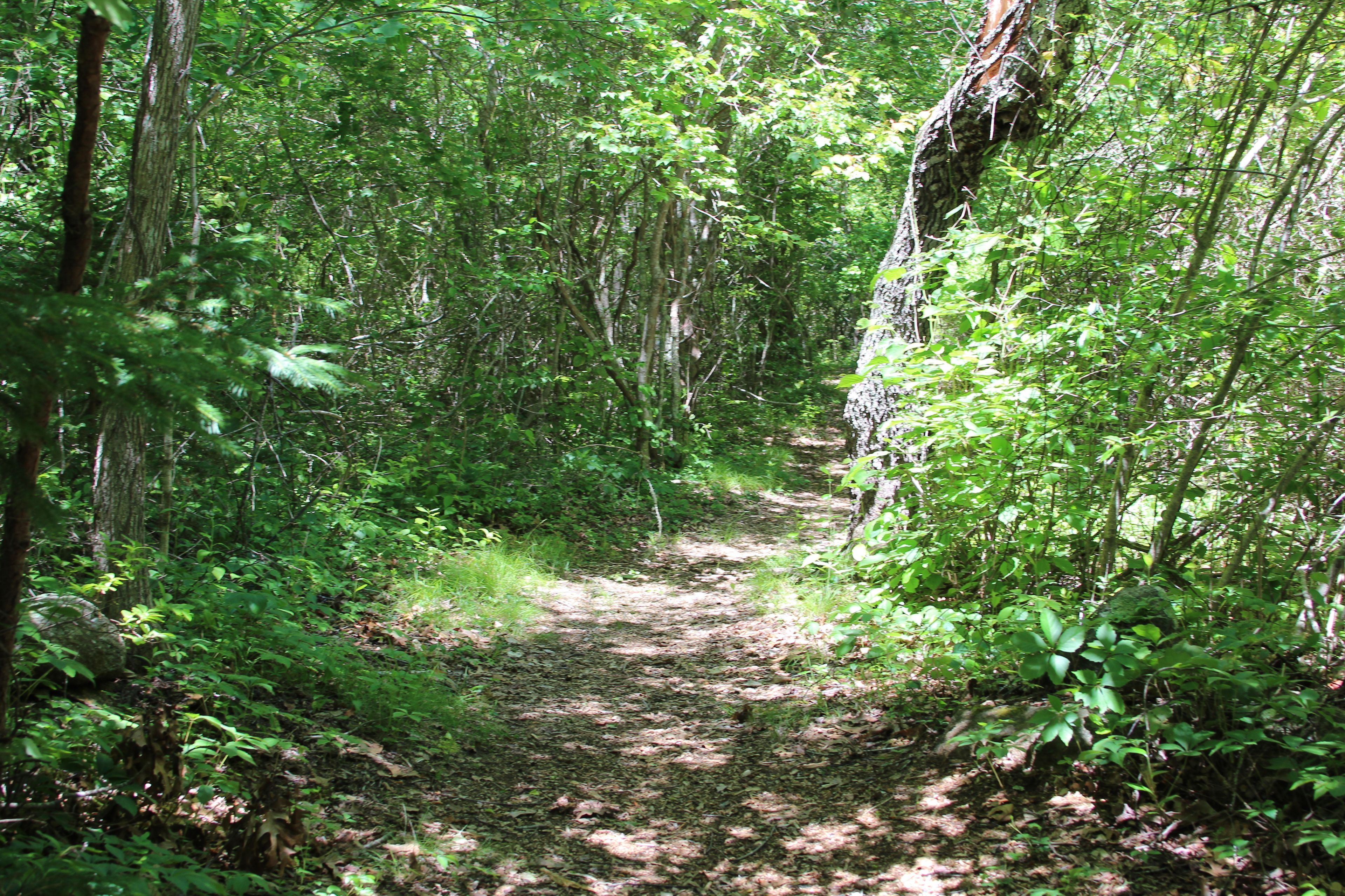 woods trail