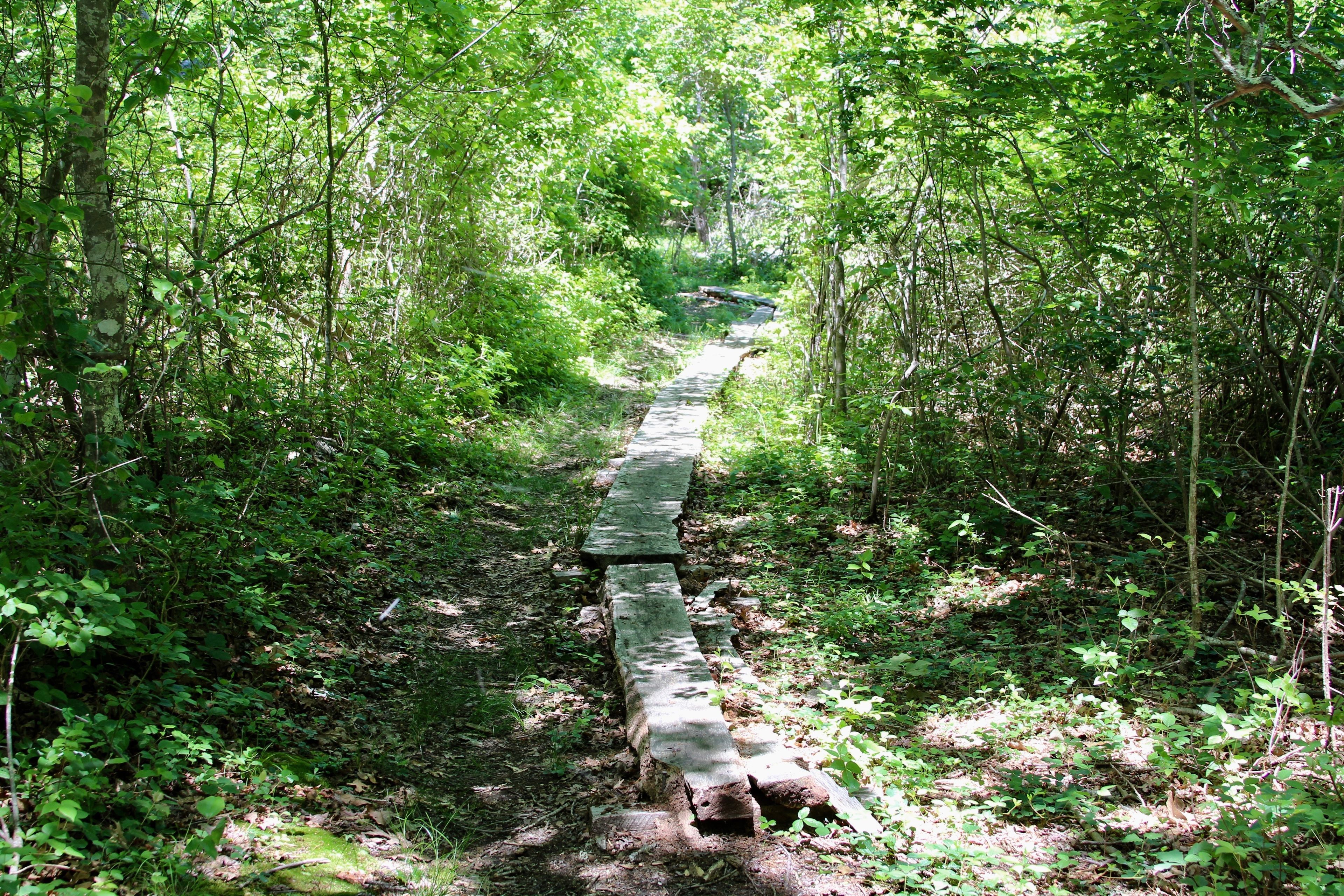 boardwalk near southern end of trail