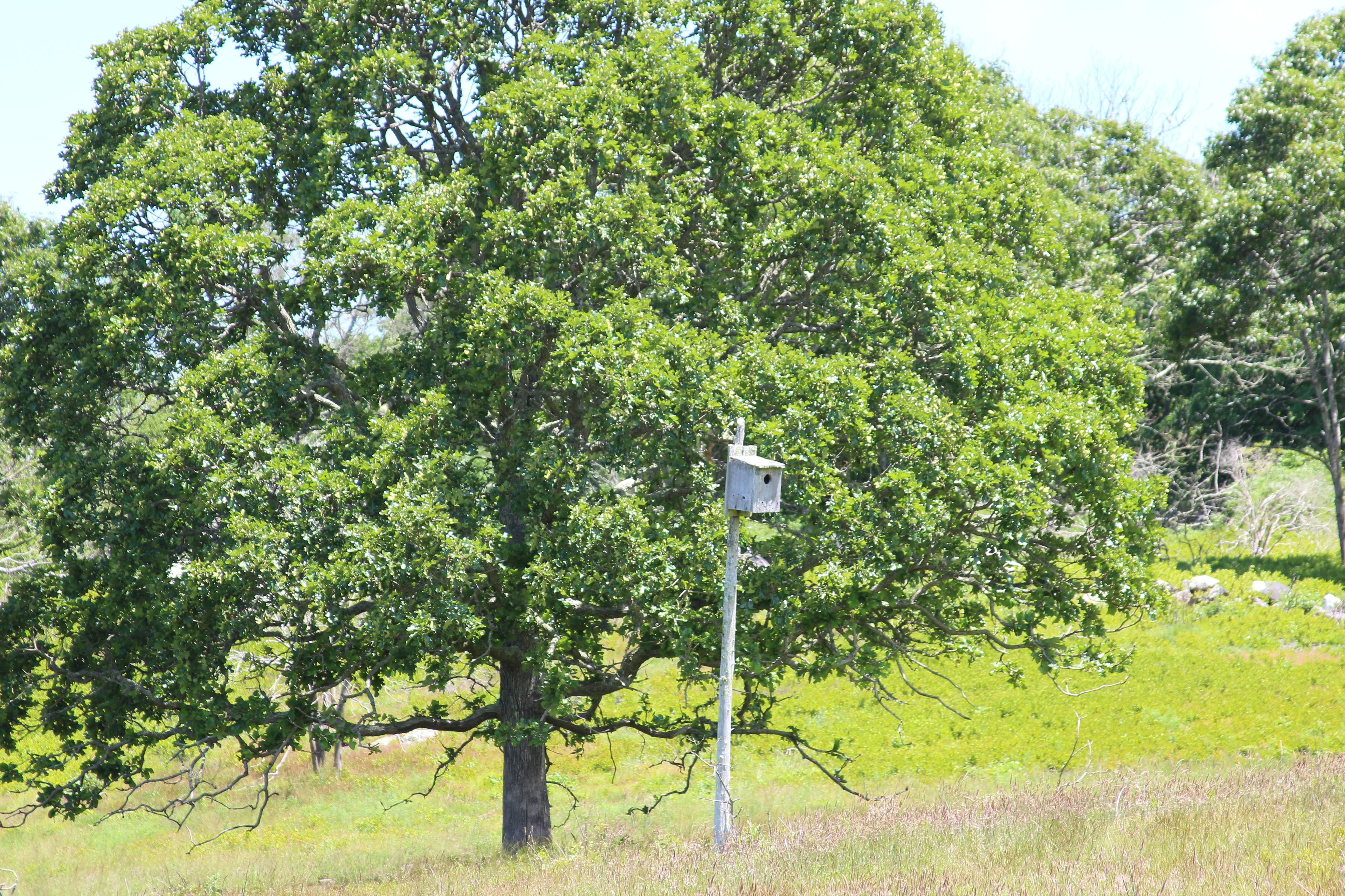 bird house originally for a pair of Kestrels