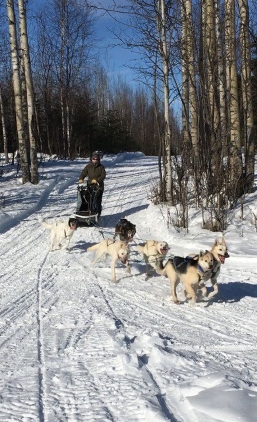 Mushing on Windsock Trail