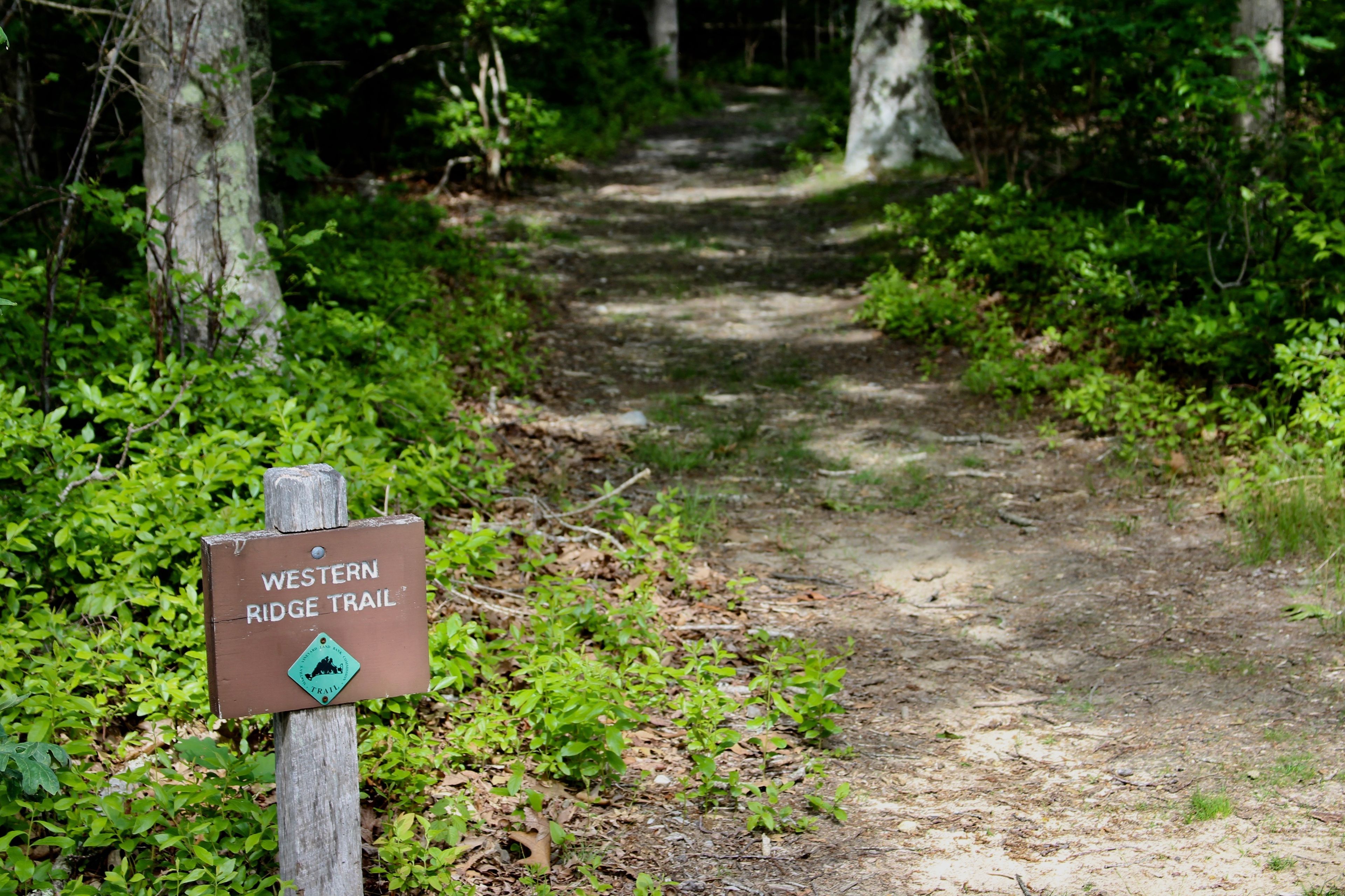 at intersection with white trail