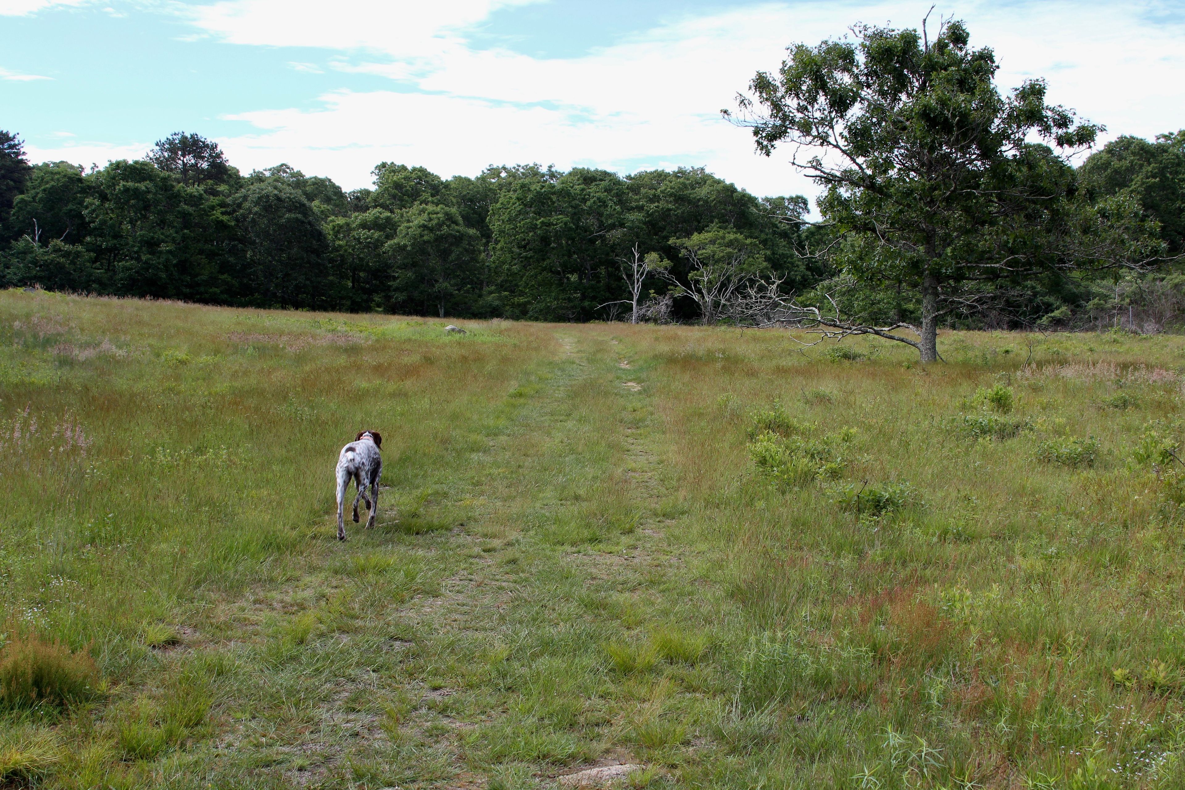 field path