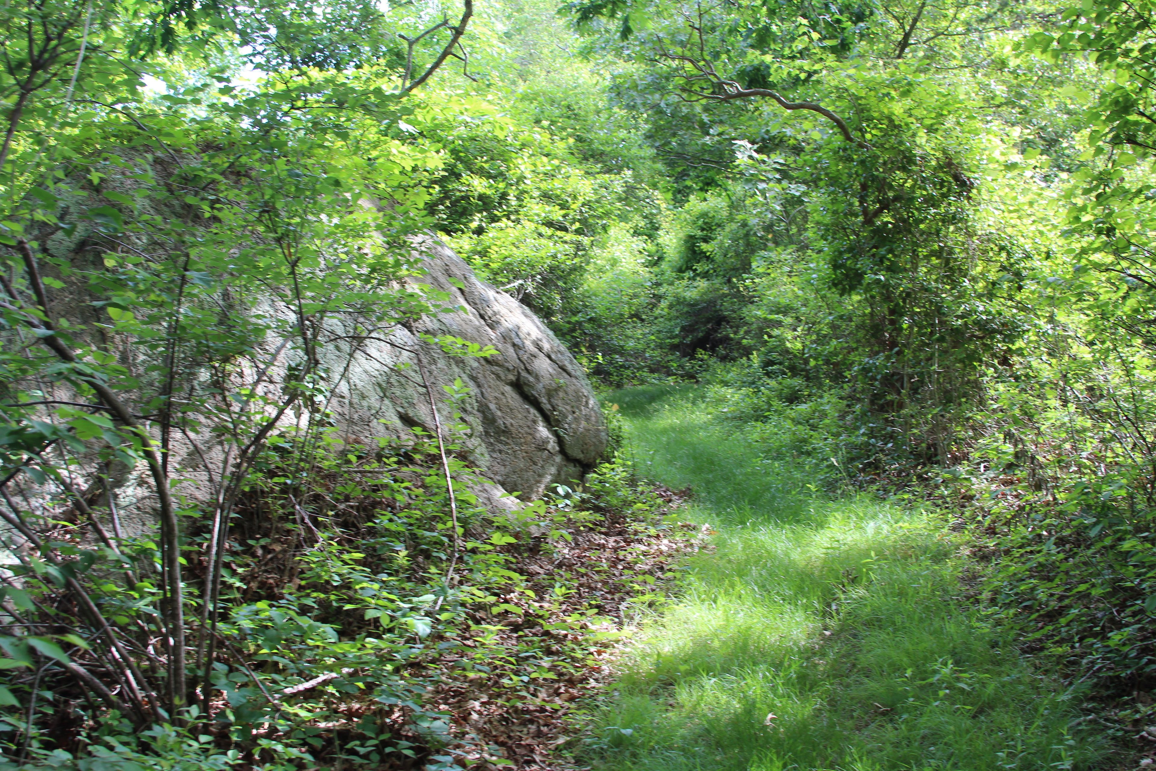 grassy trail