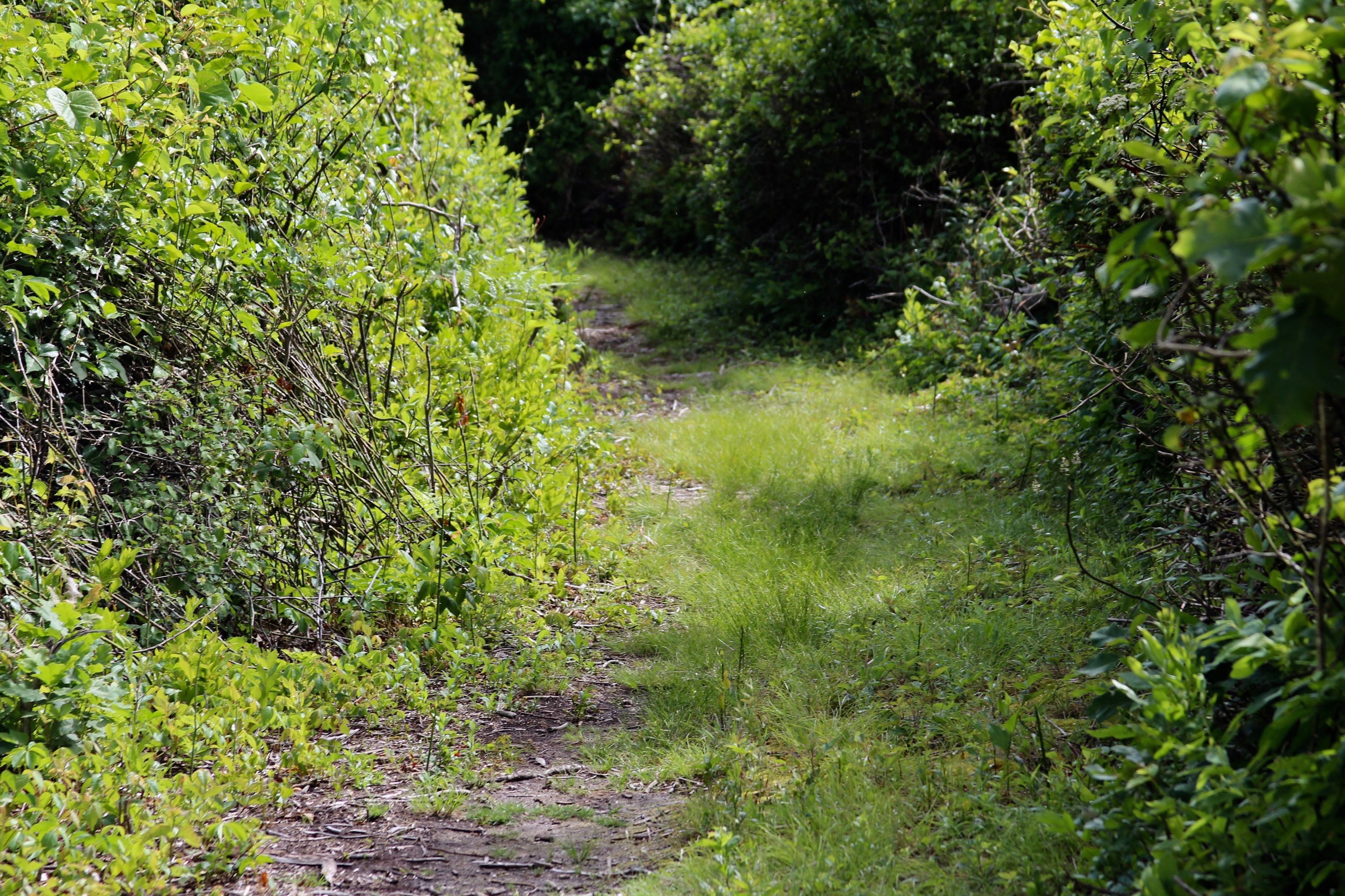 grassy trail