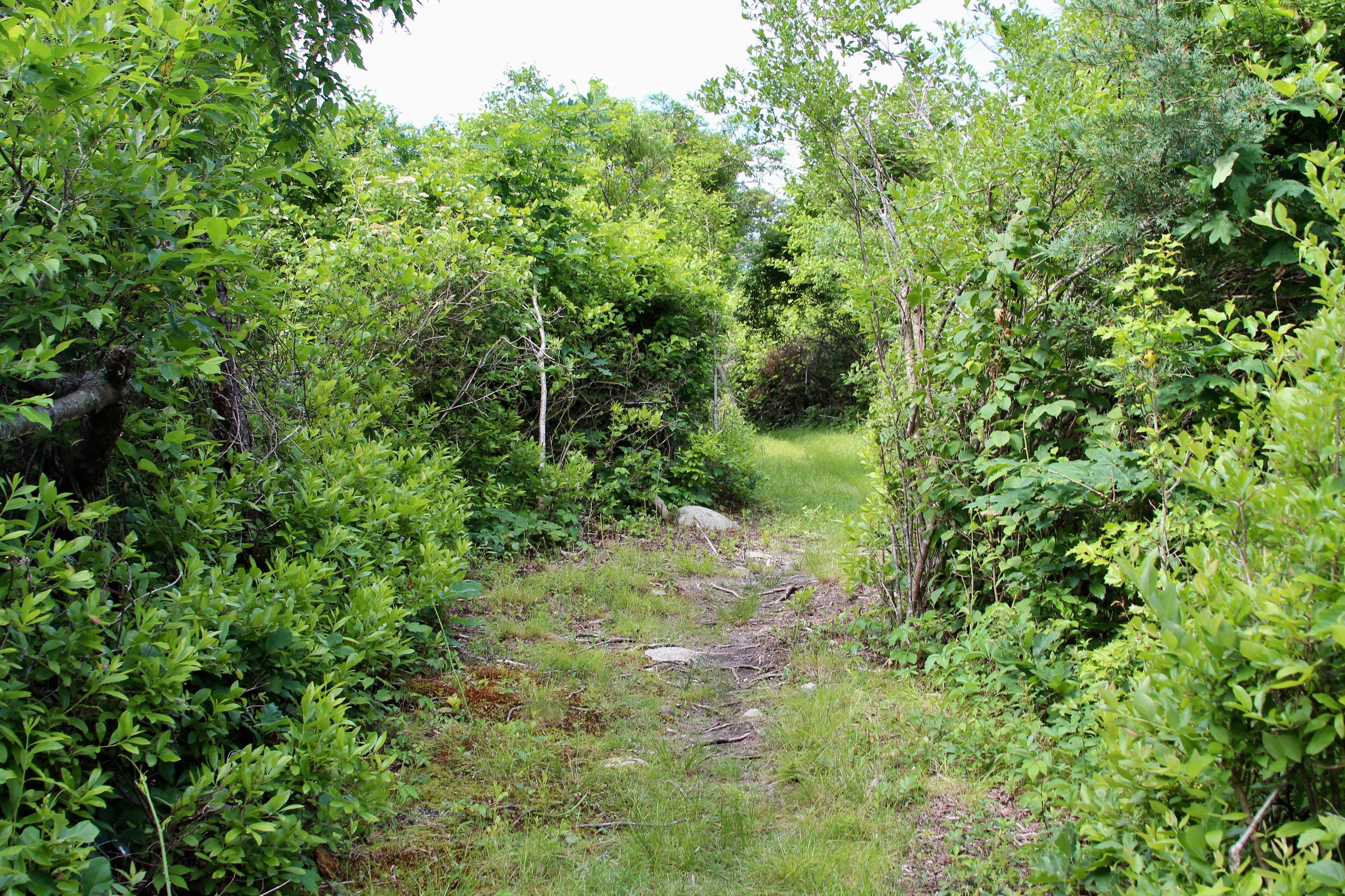 grassy trail