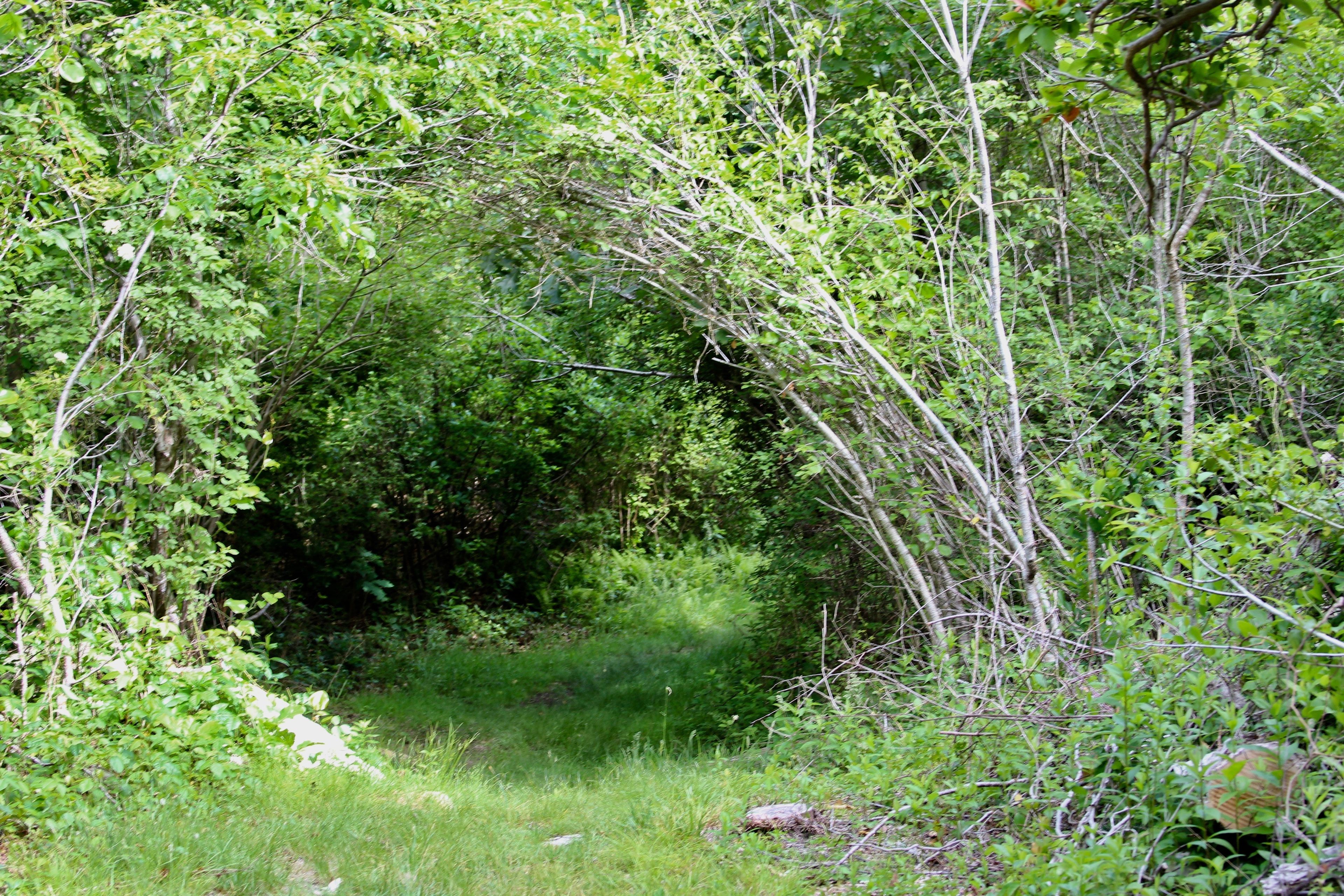 grassy trail