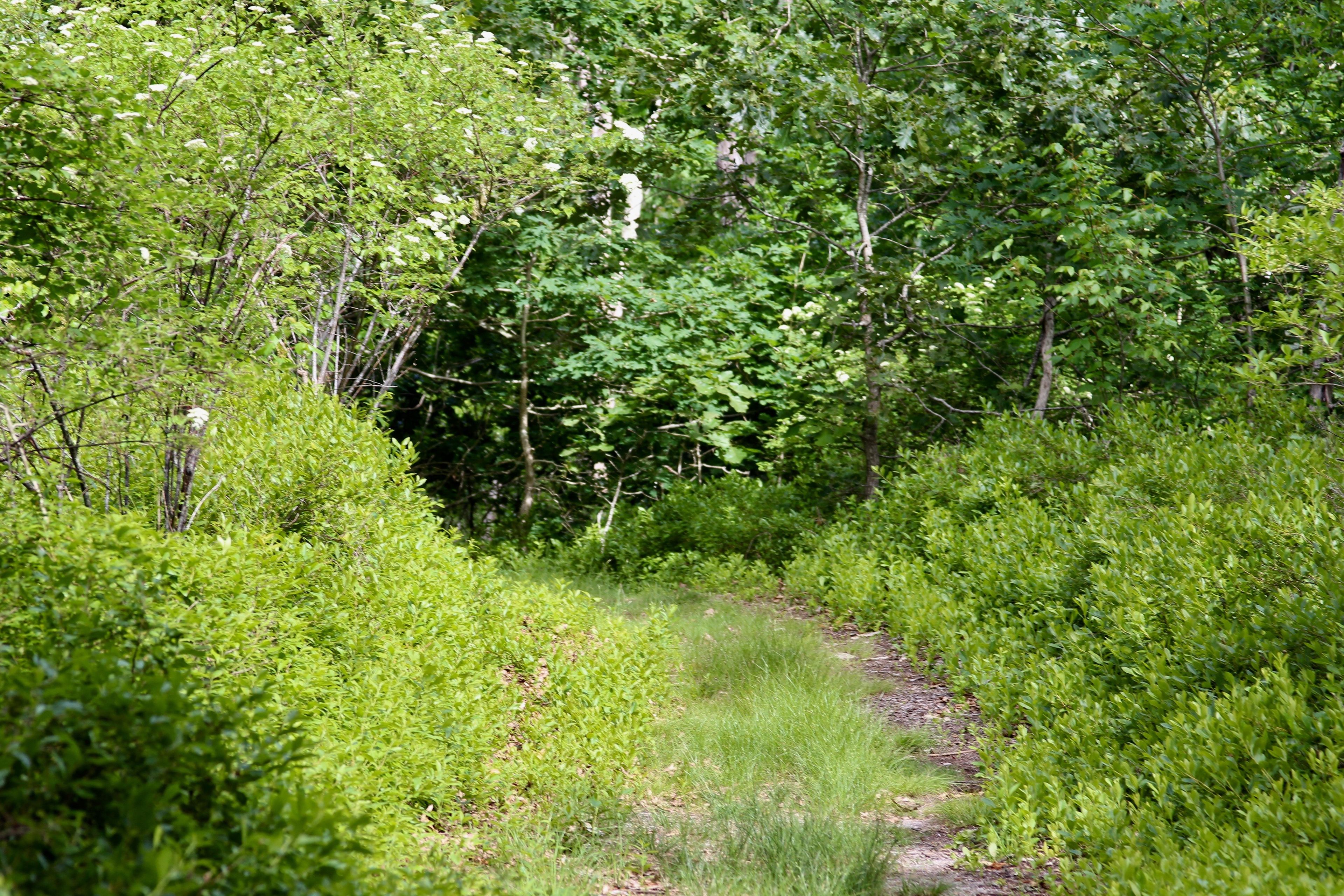 grassy trail with blueberry bushes alongside