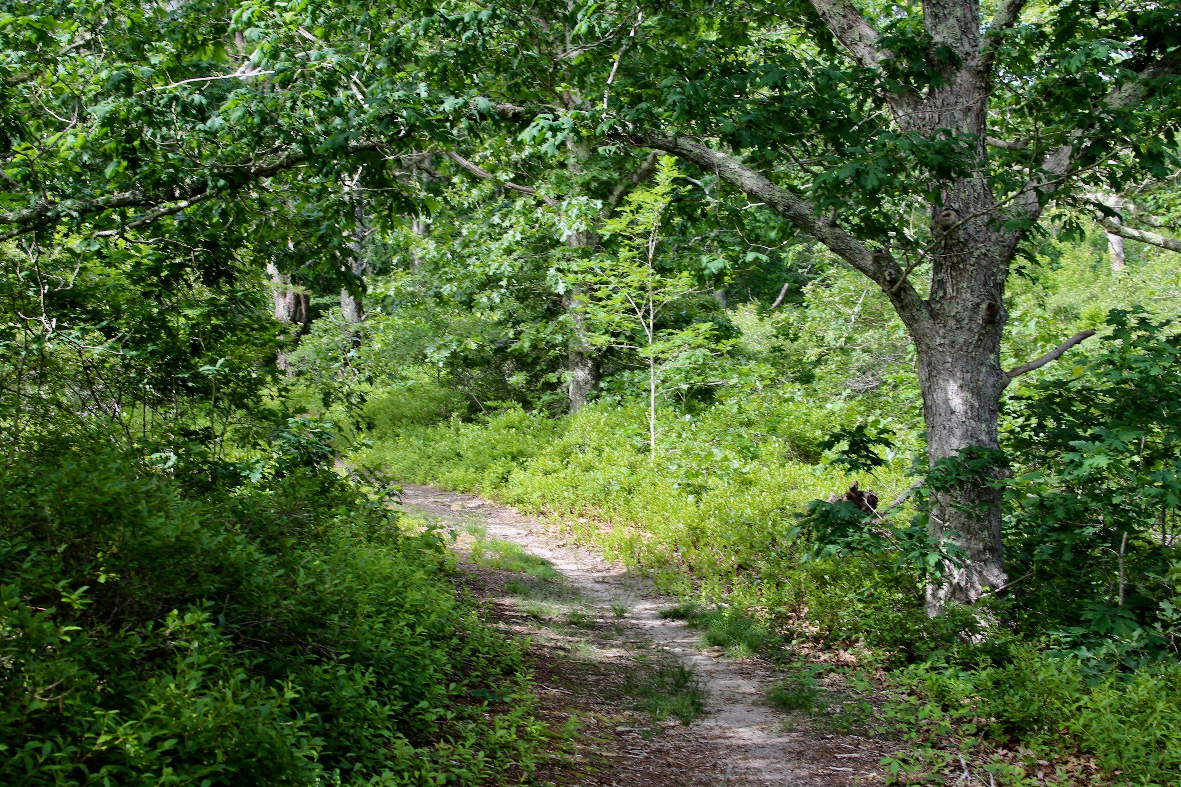 woods trail