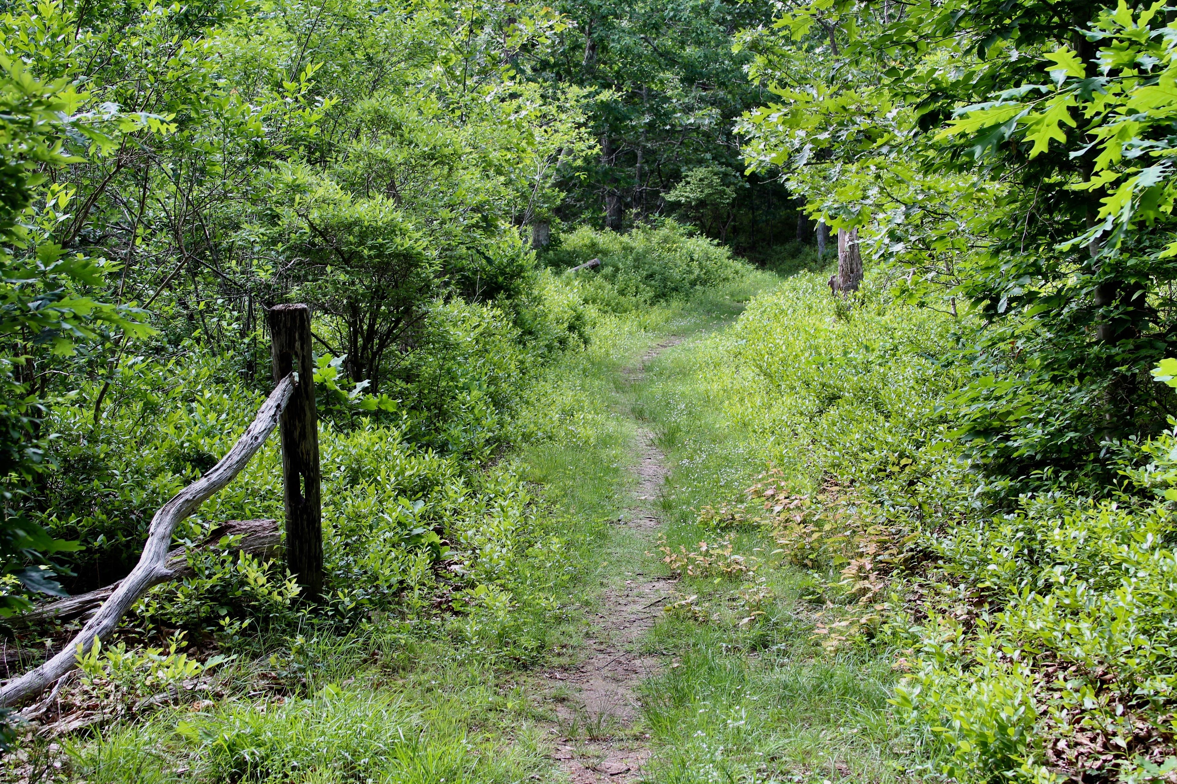 grassy trail