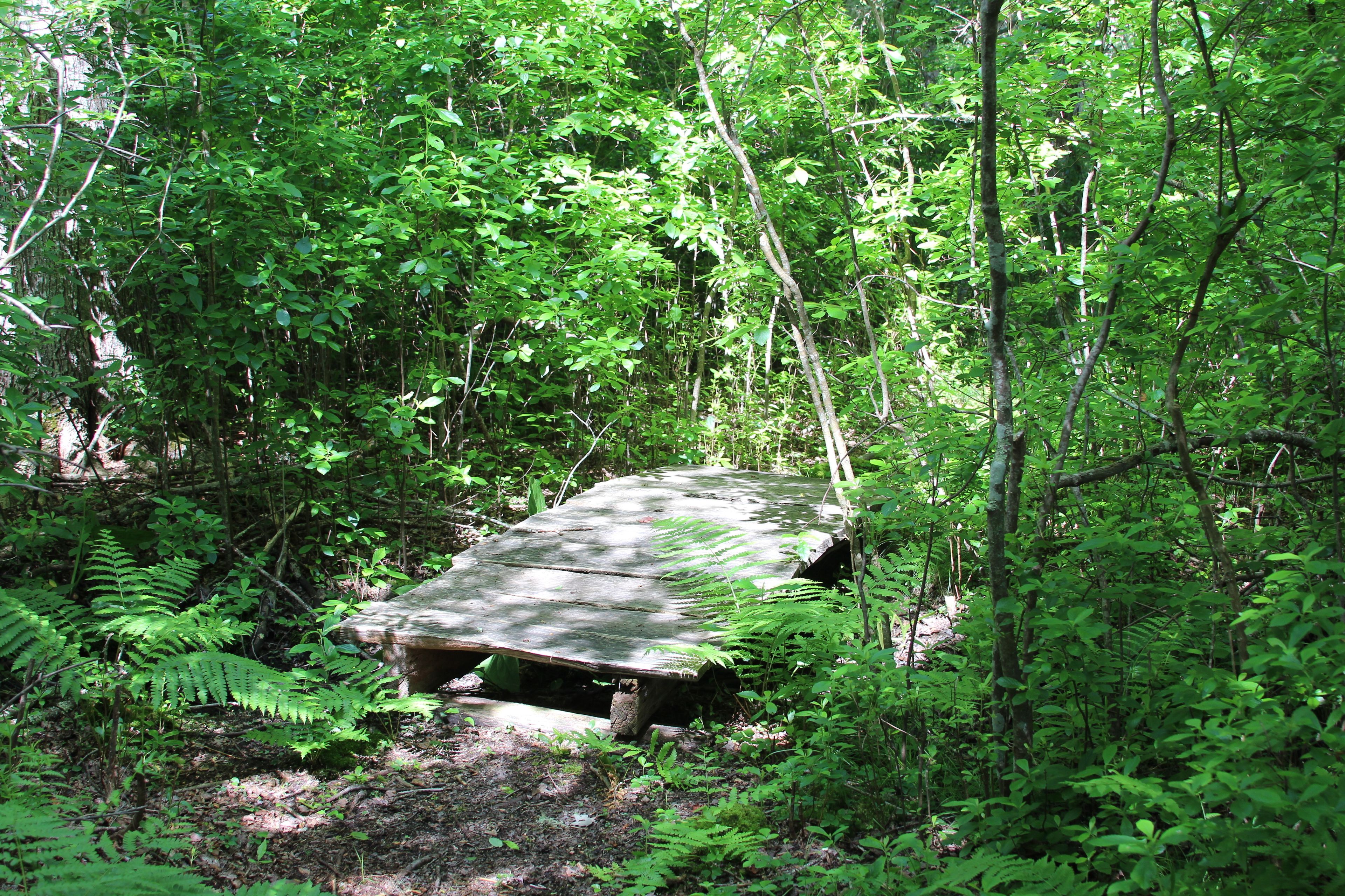 bridge along trail