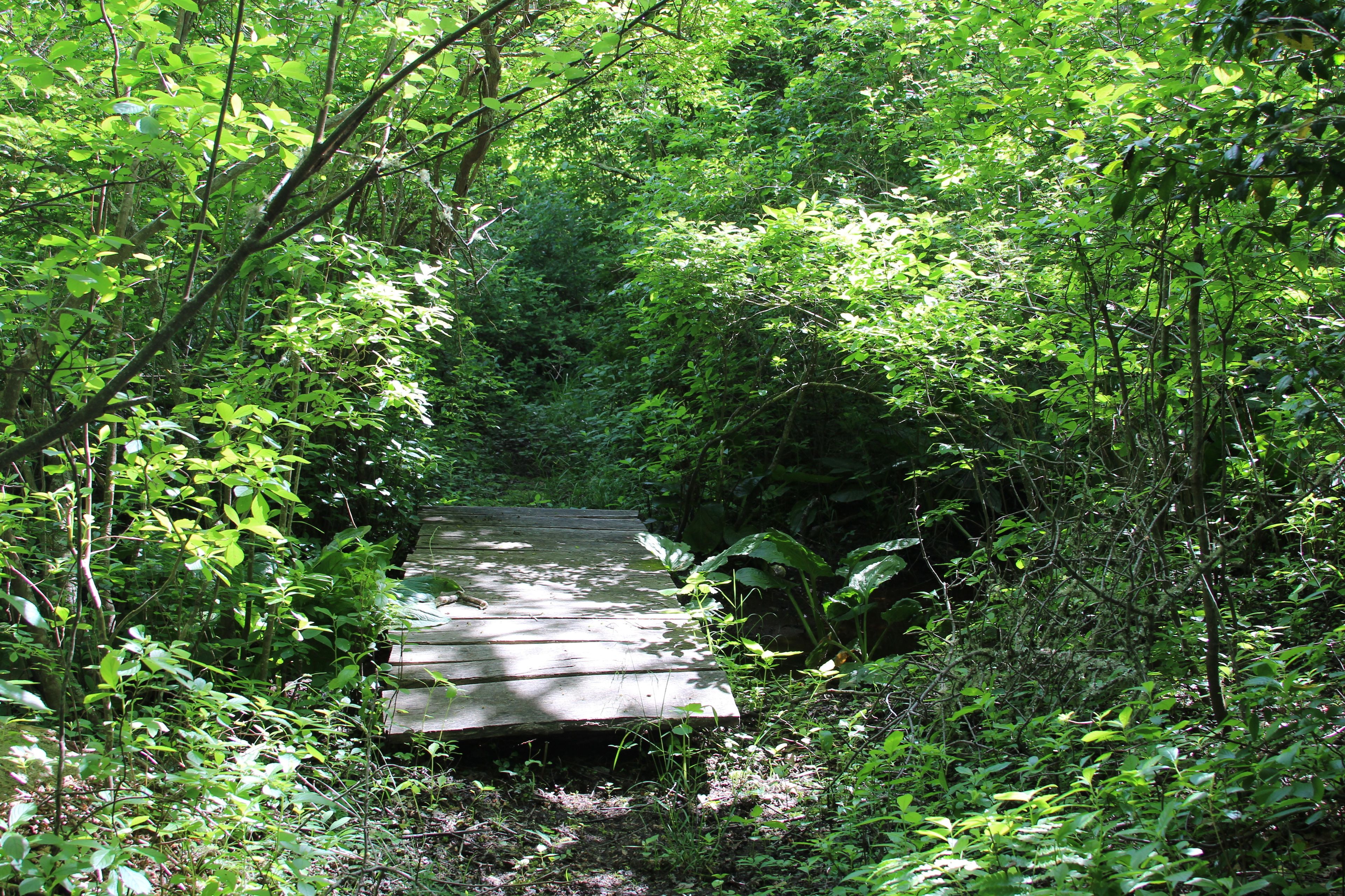 bridge along trail