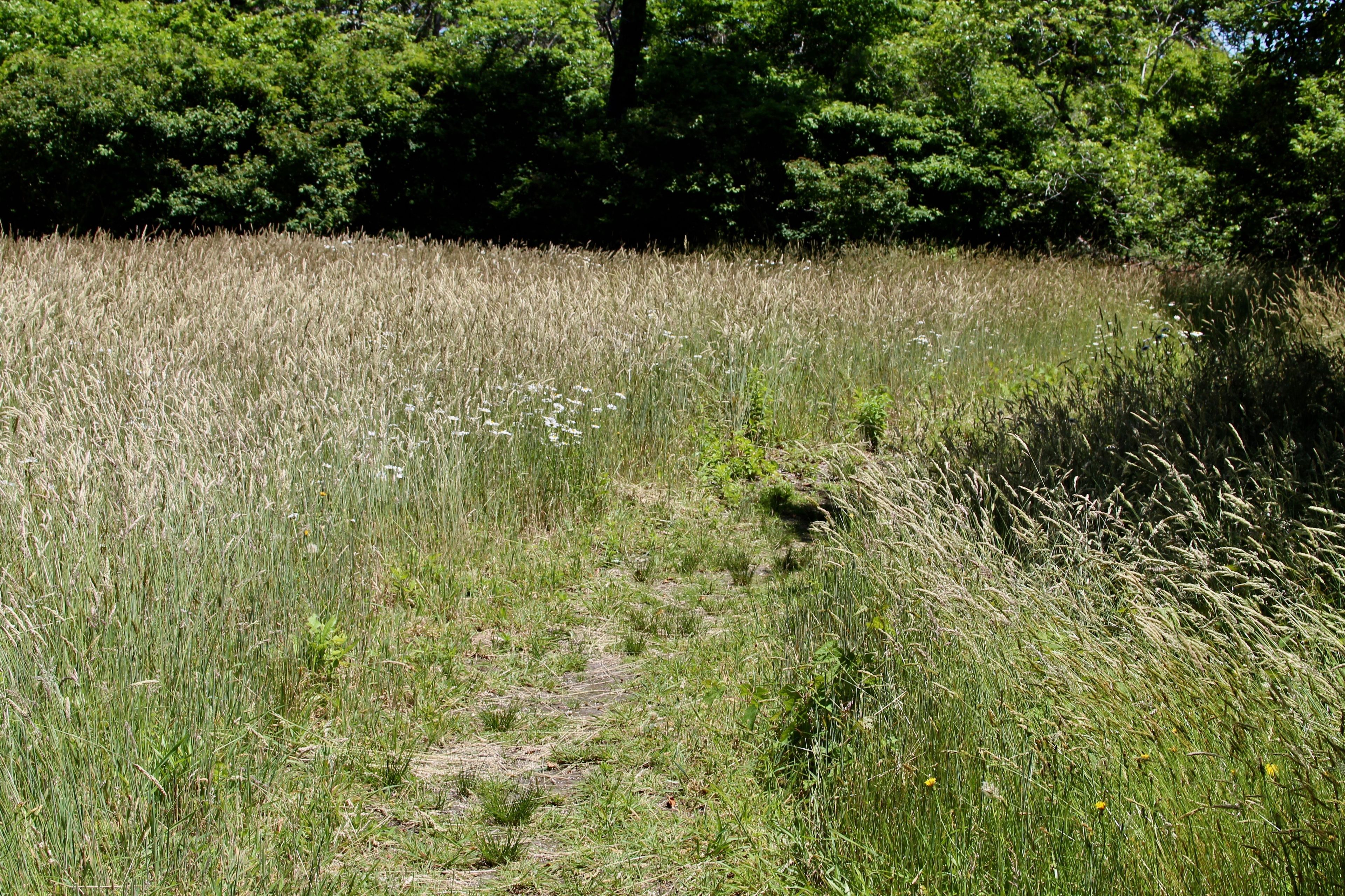 grassy path