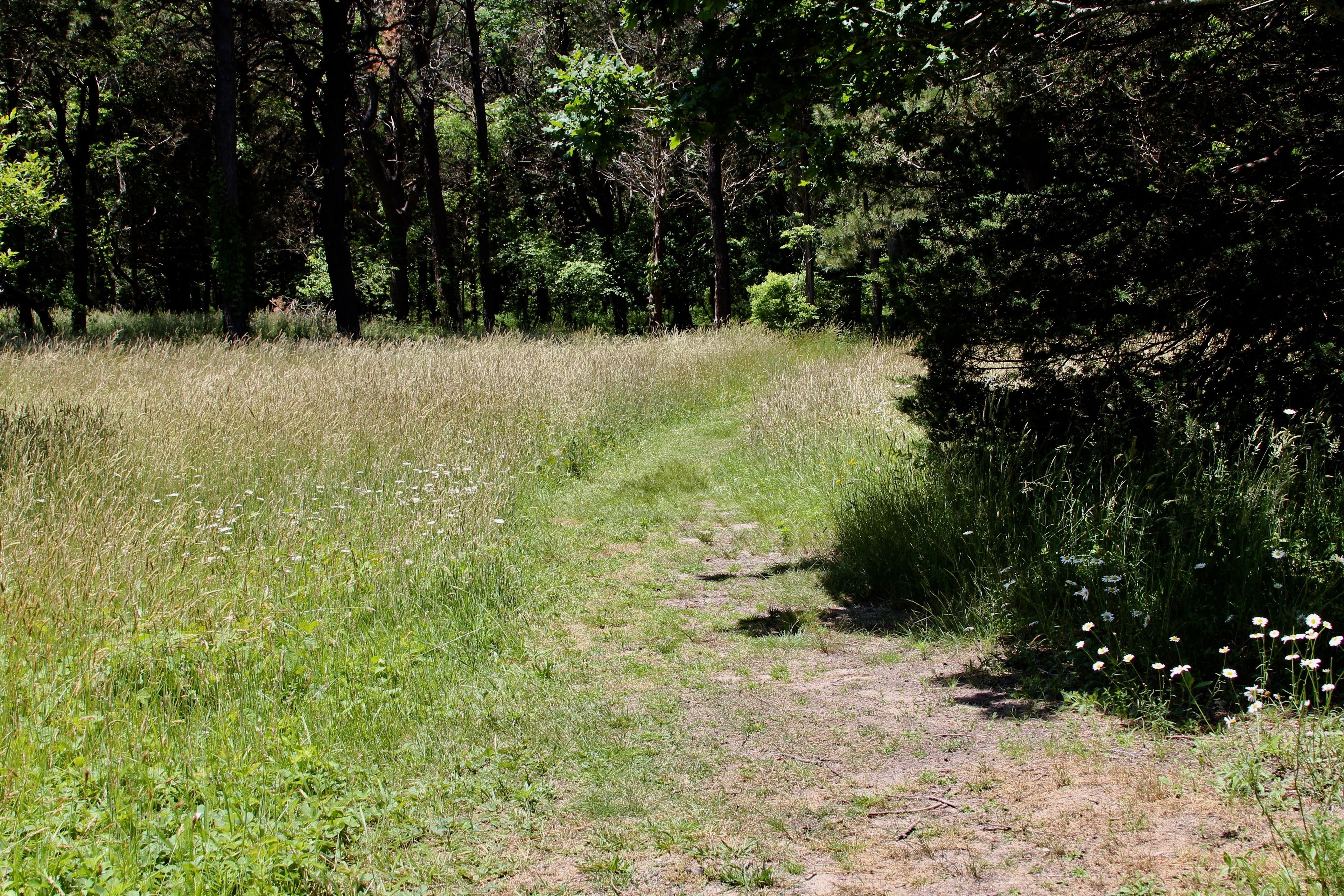 grassy path