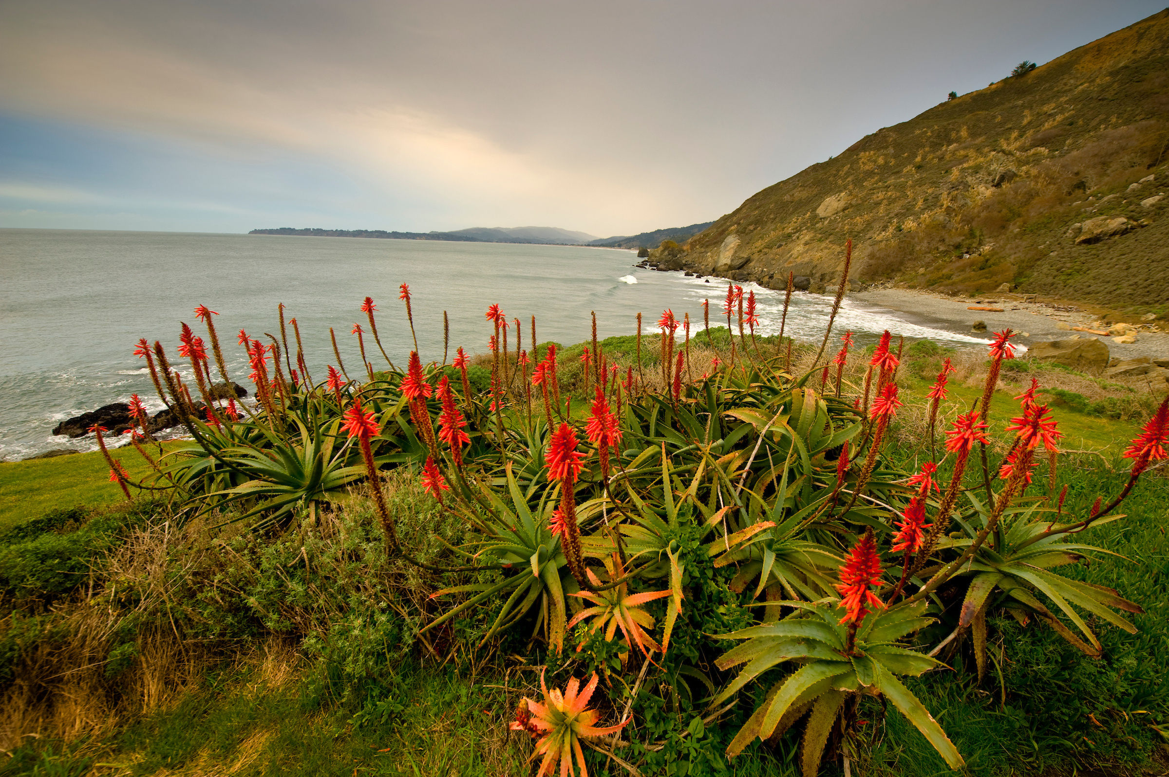 aloe vera australia Aloe Vera (Aloe Barbadensis)