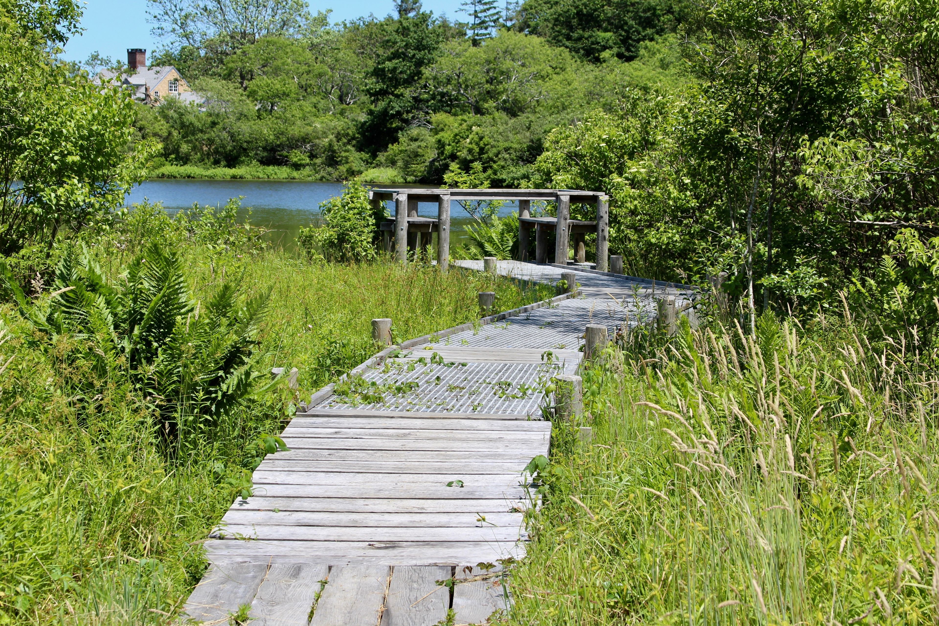 boardwalk to viewing platform