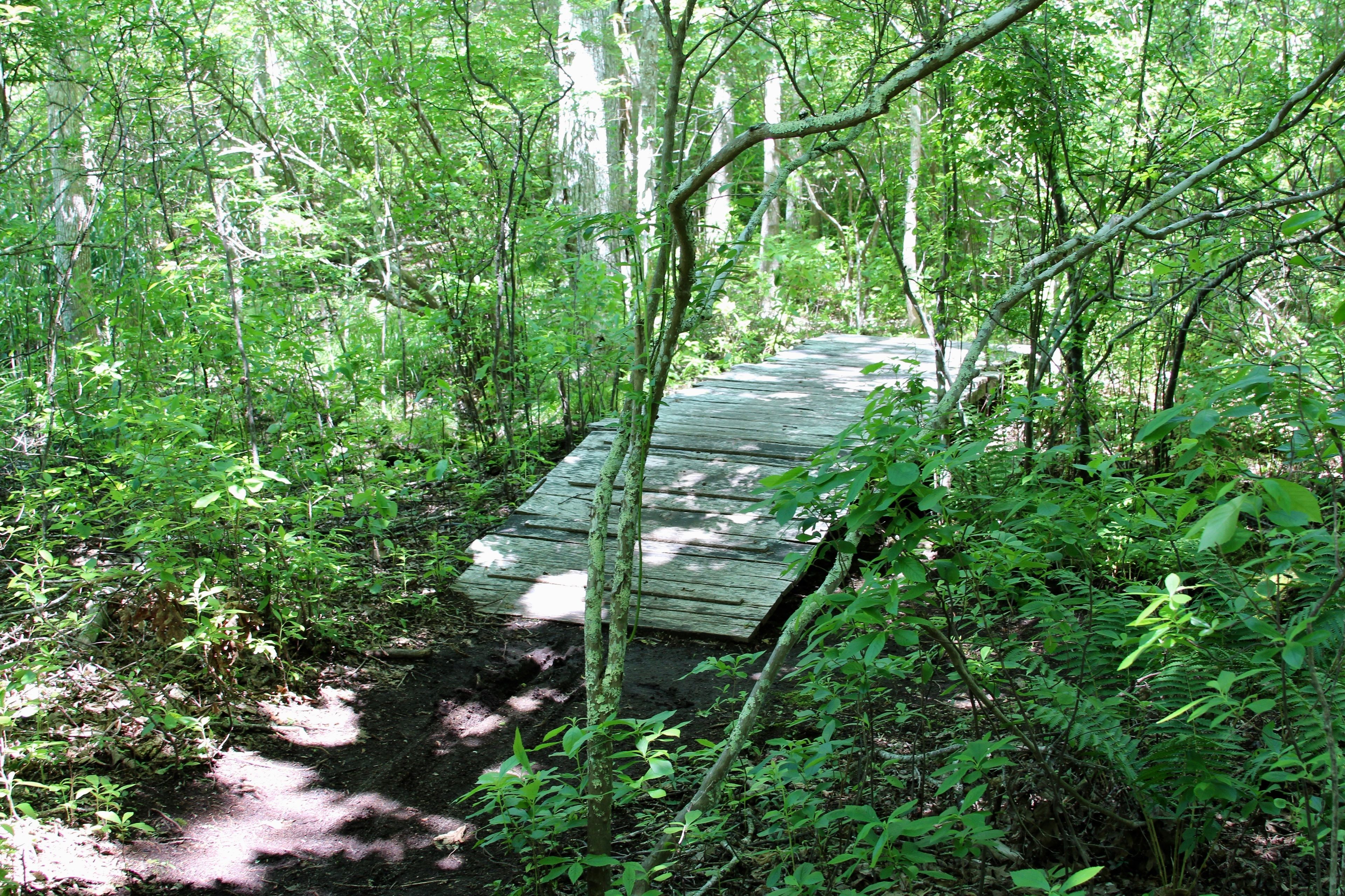 boardwalk