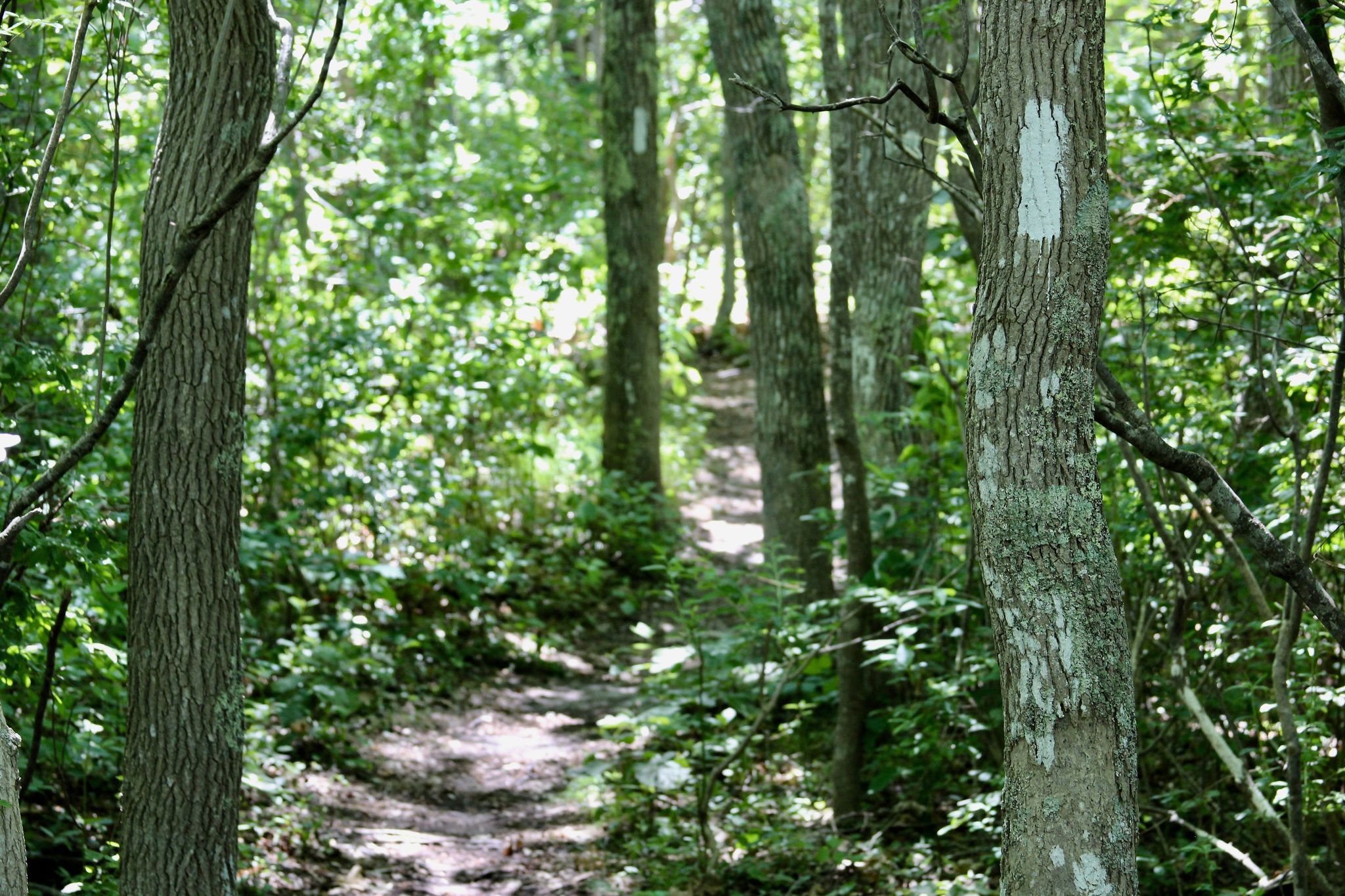 woods trail