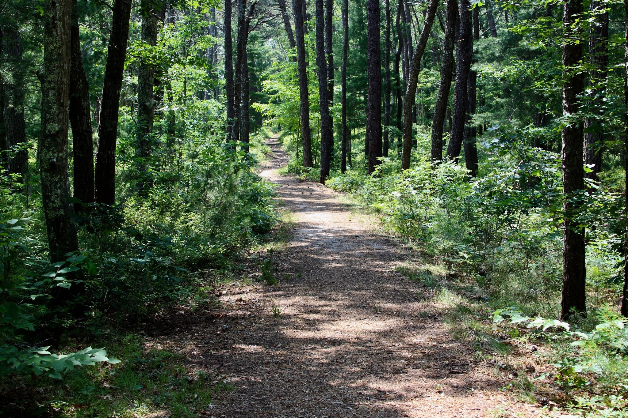 pine-needled path