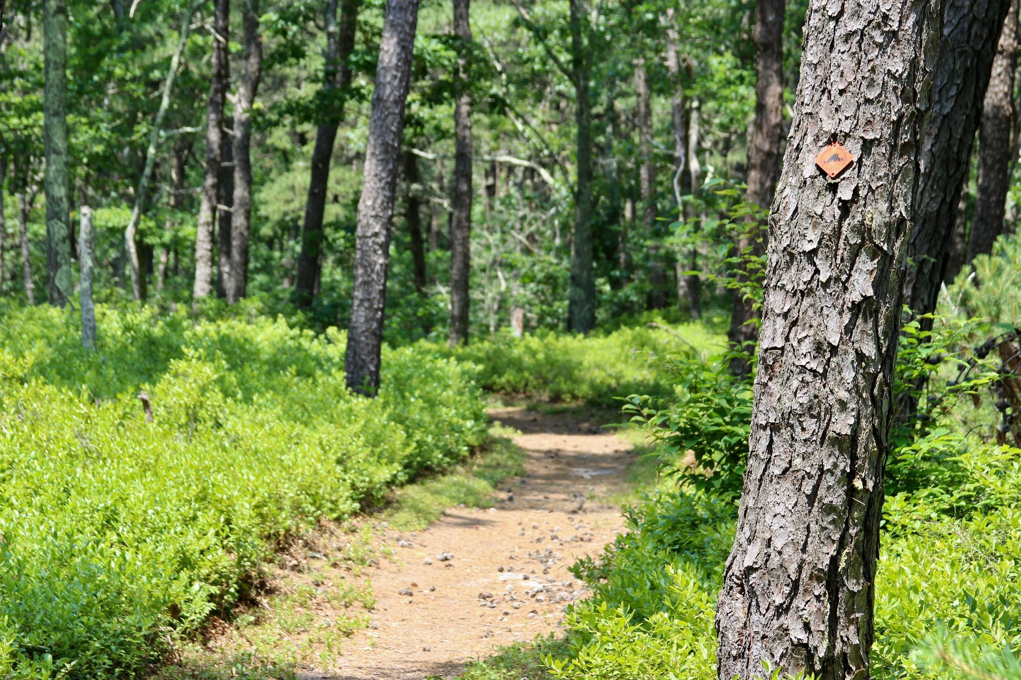 woods trail