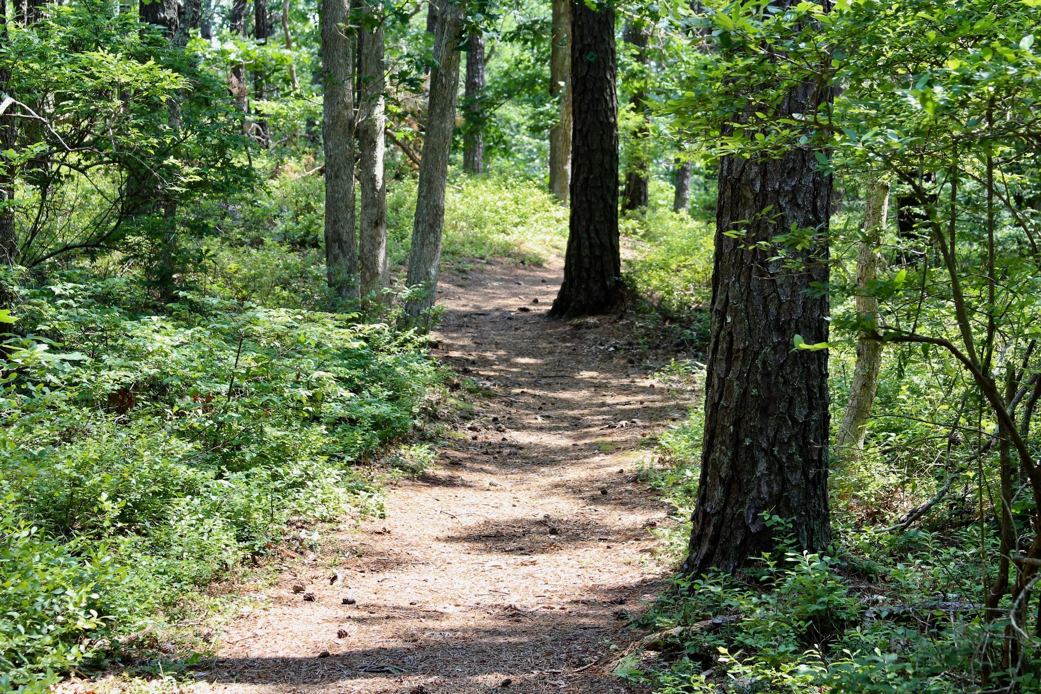 pine-needled path