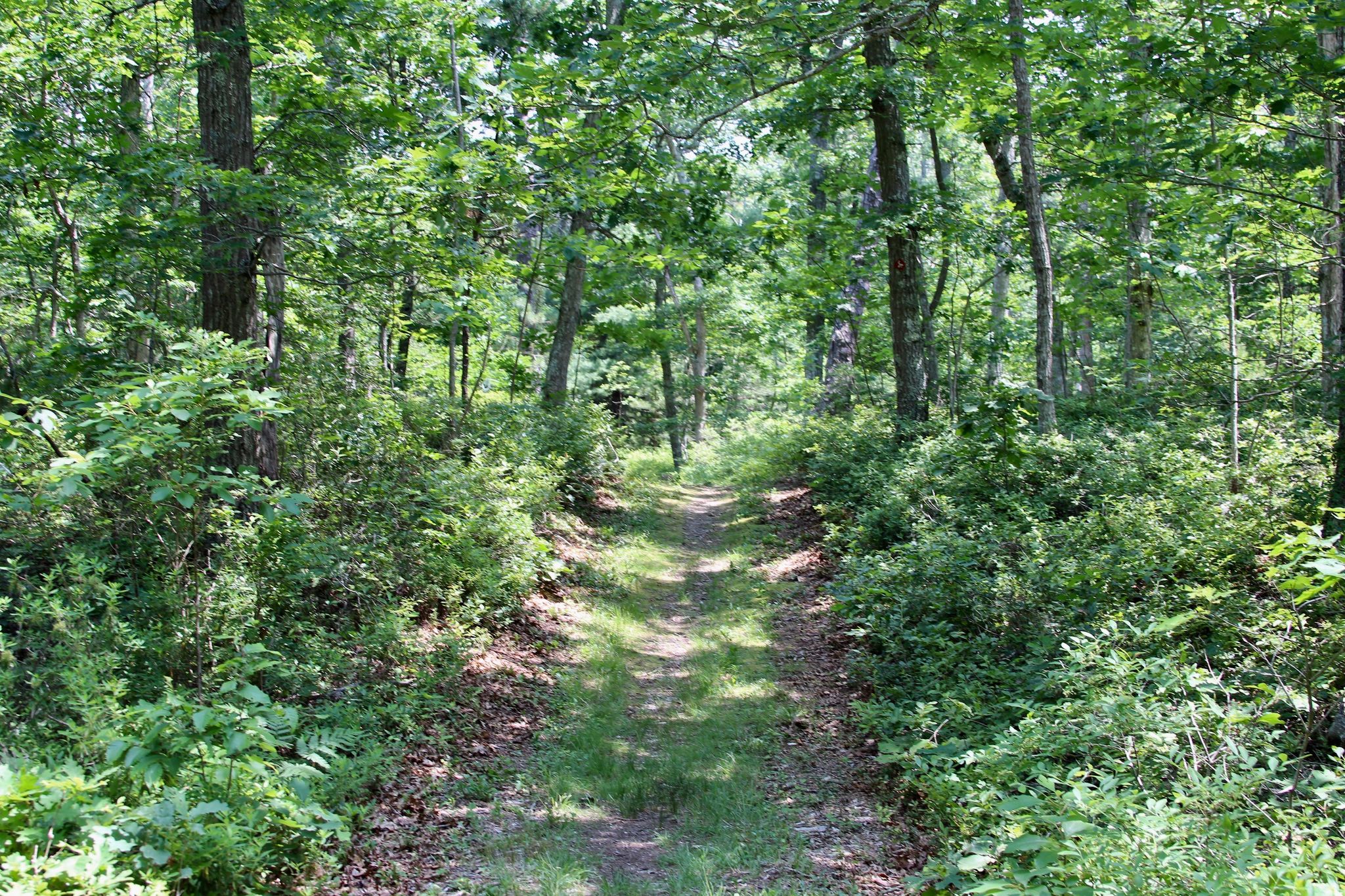 grassy trail