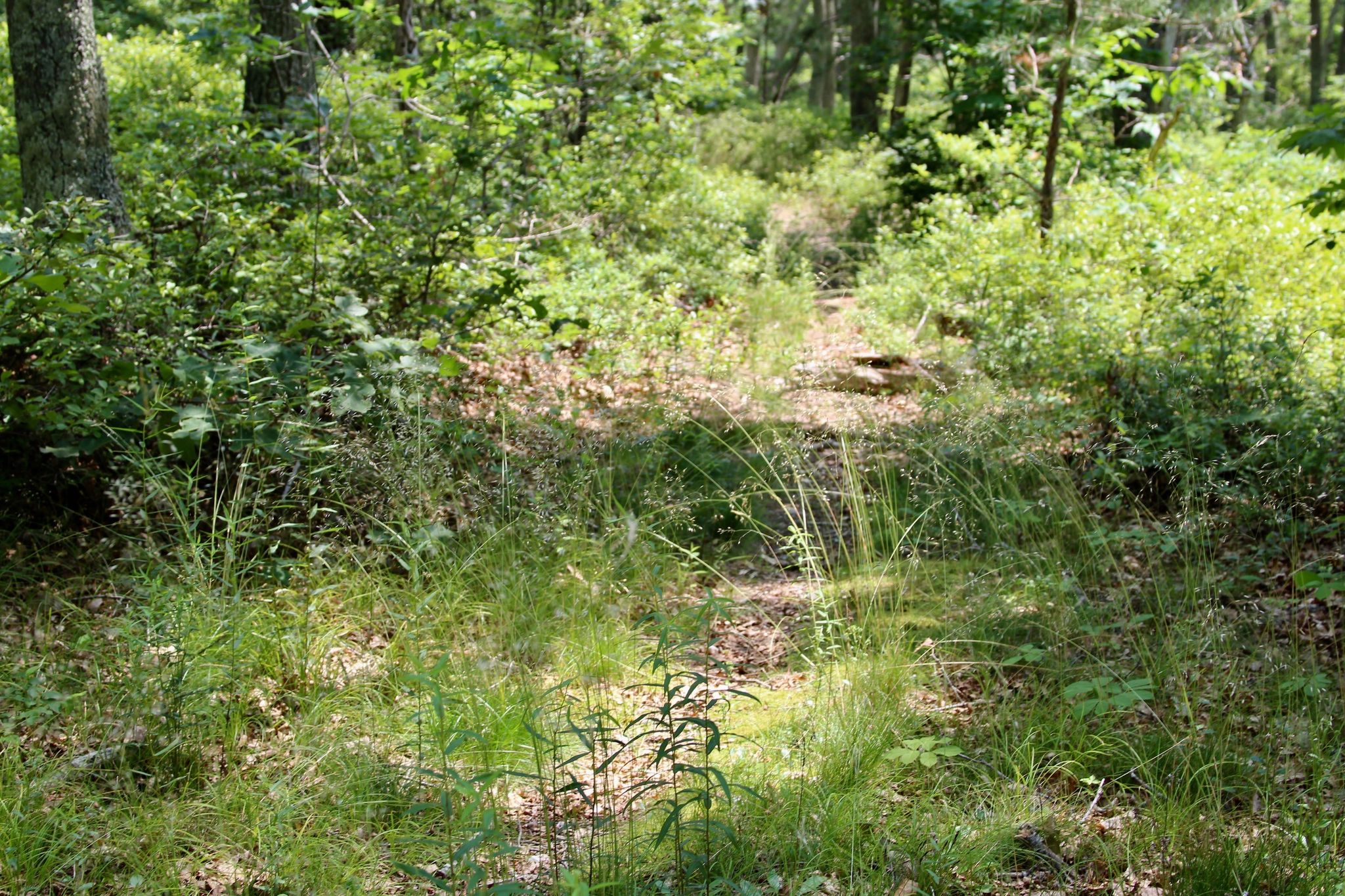 grassy path