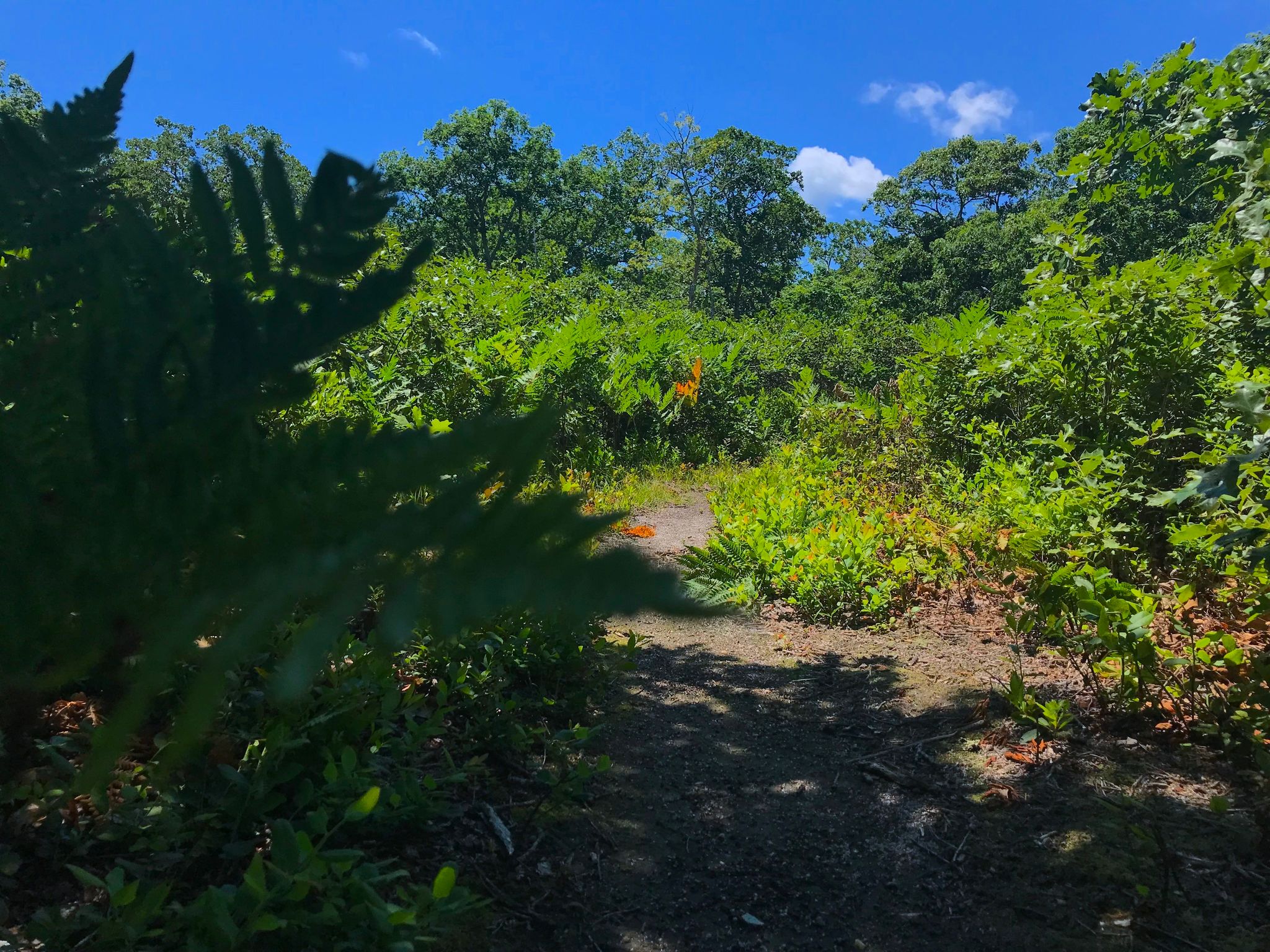 Shaded part of the Fire Loop trail