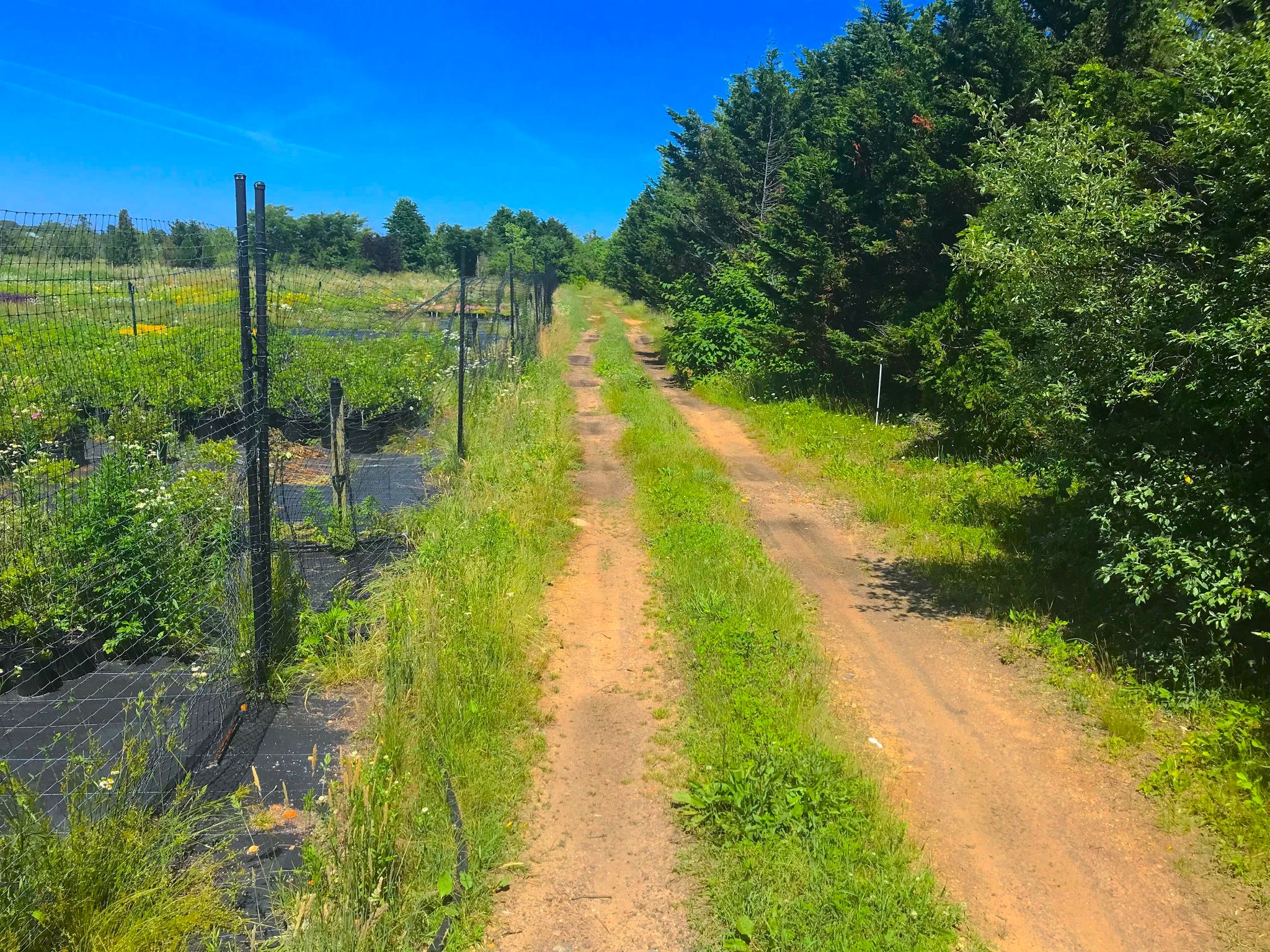 Dirt road trail