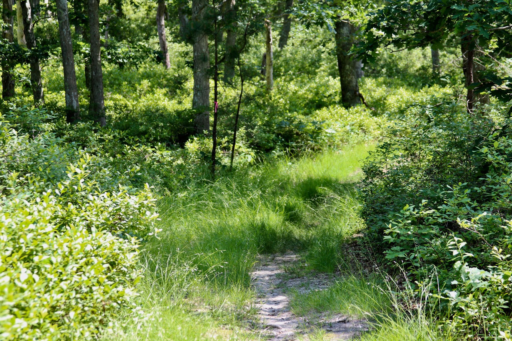 grassy path