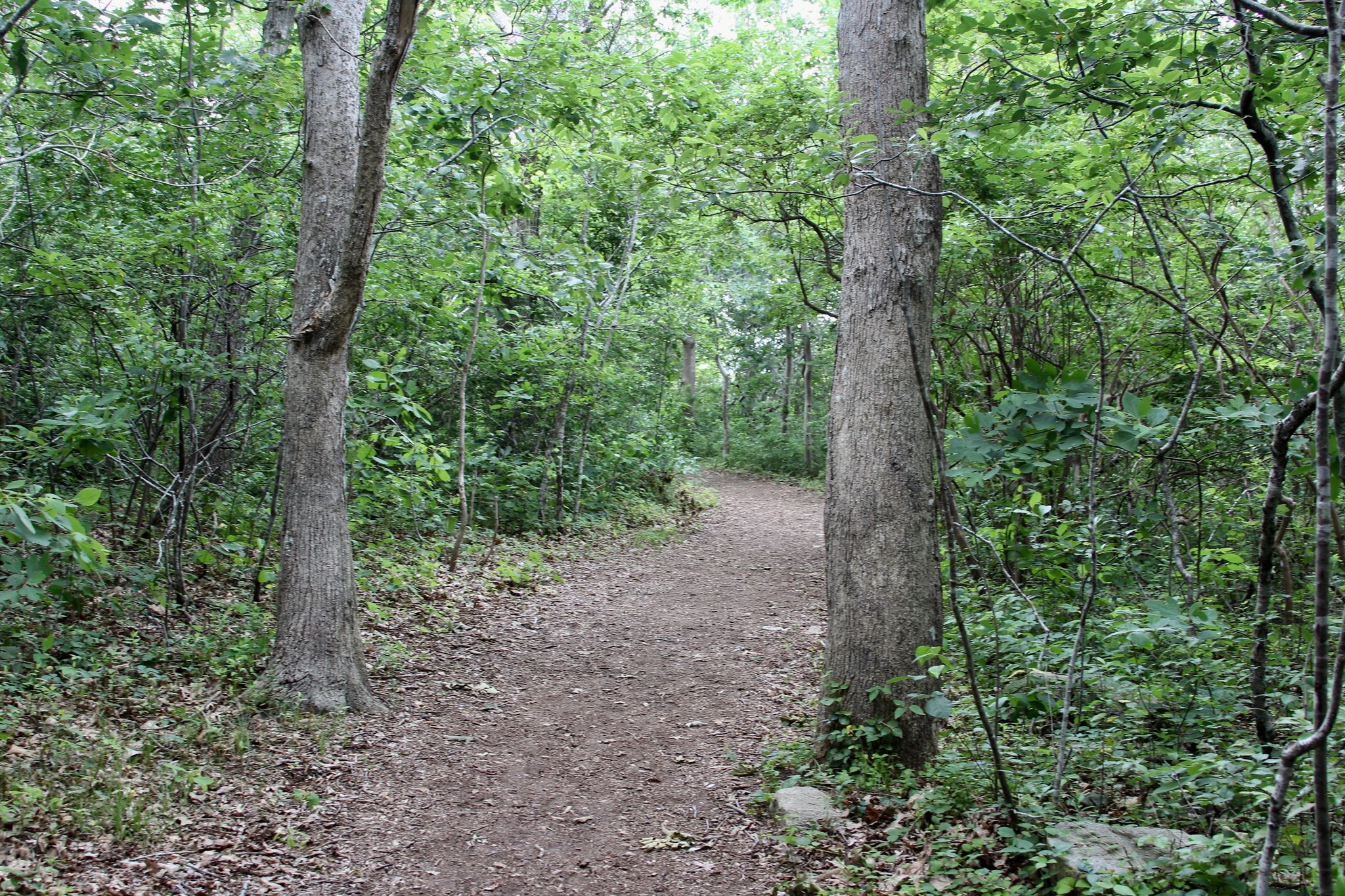 woods trail