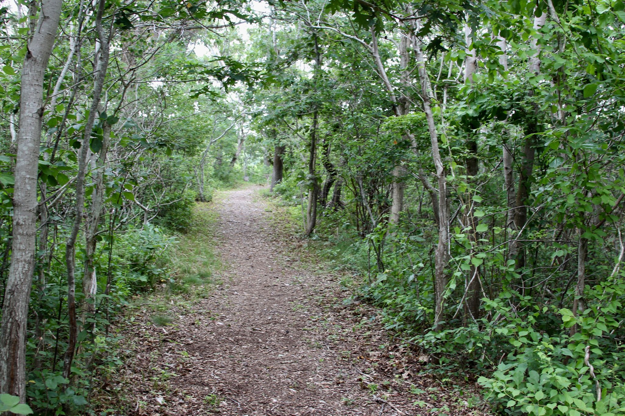 woods trail