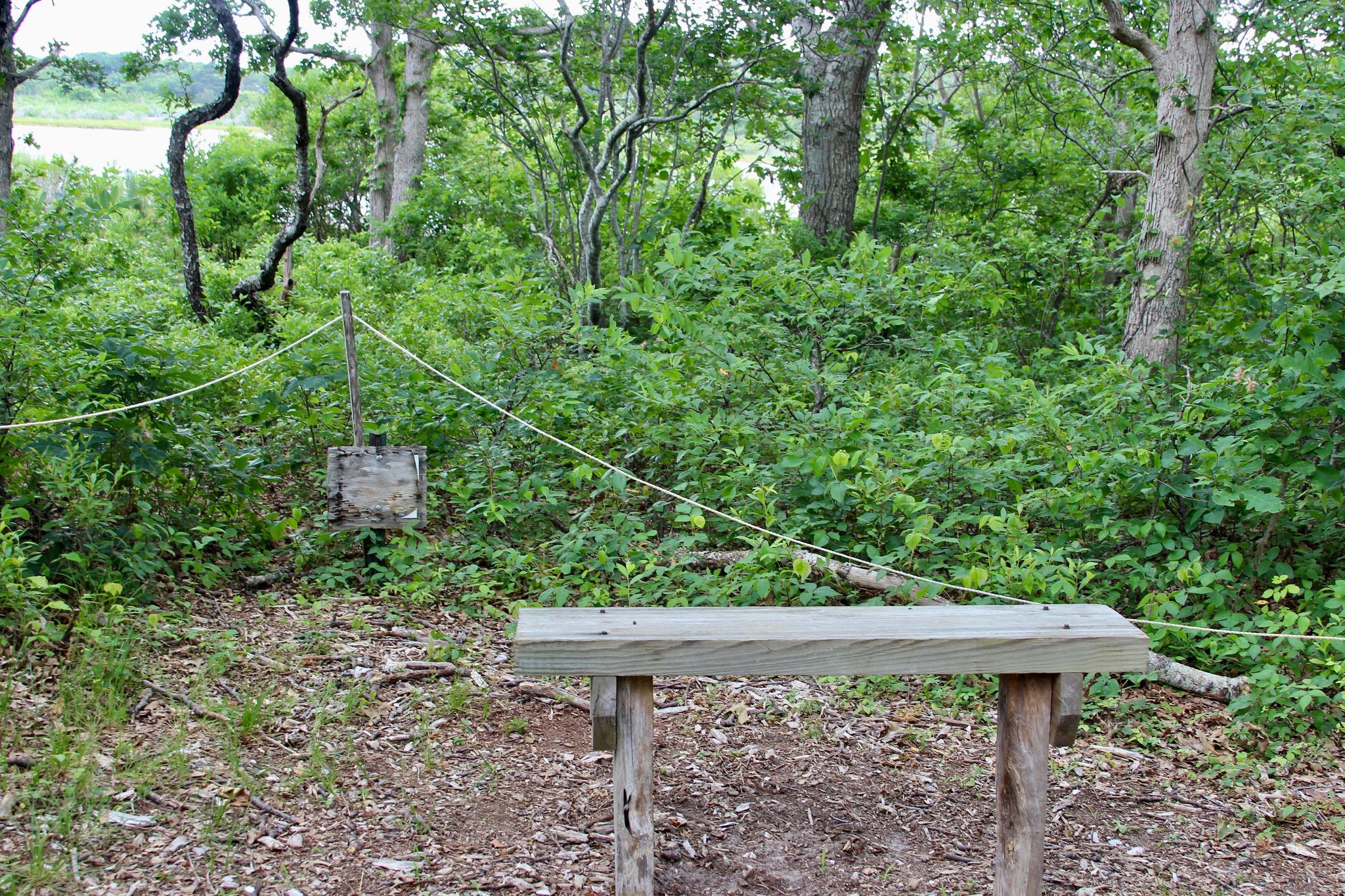 bench at pond