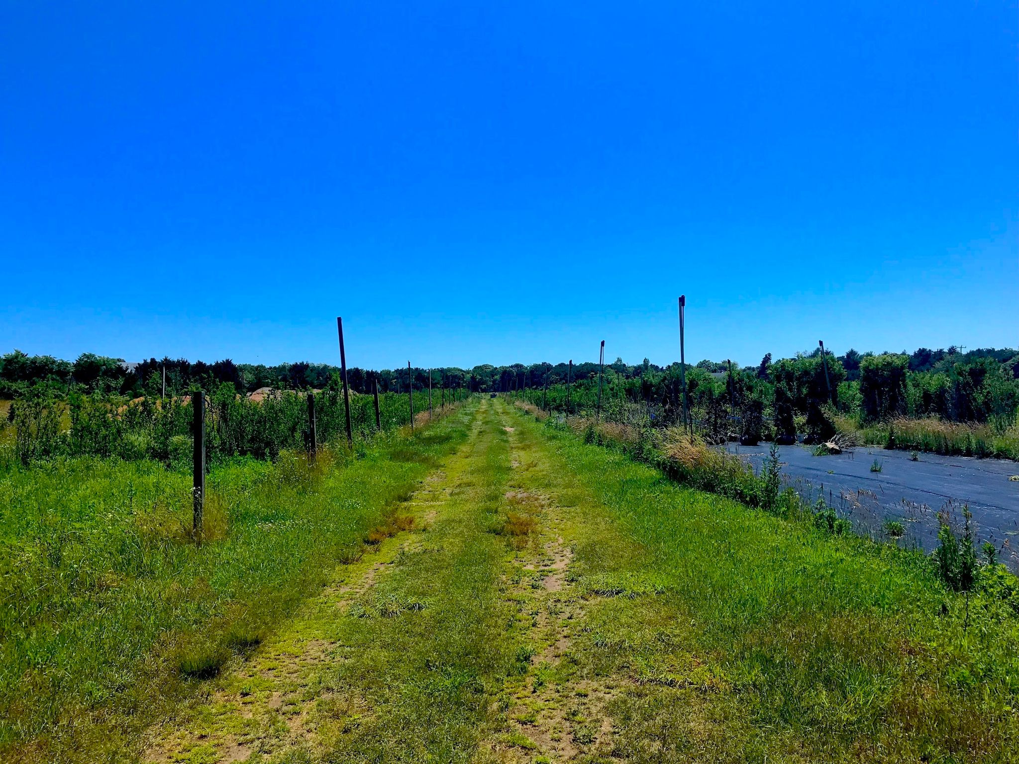 grassy road trail